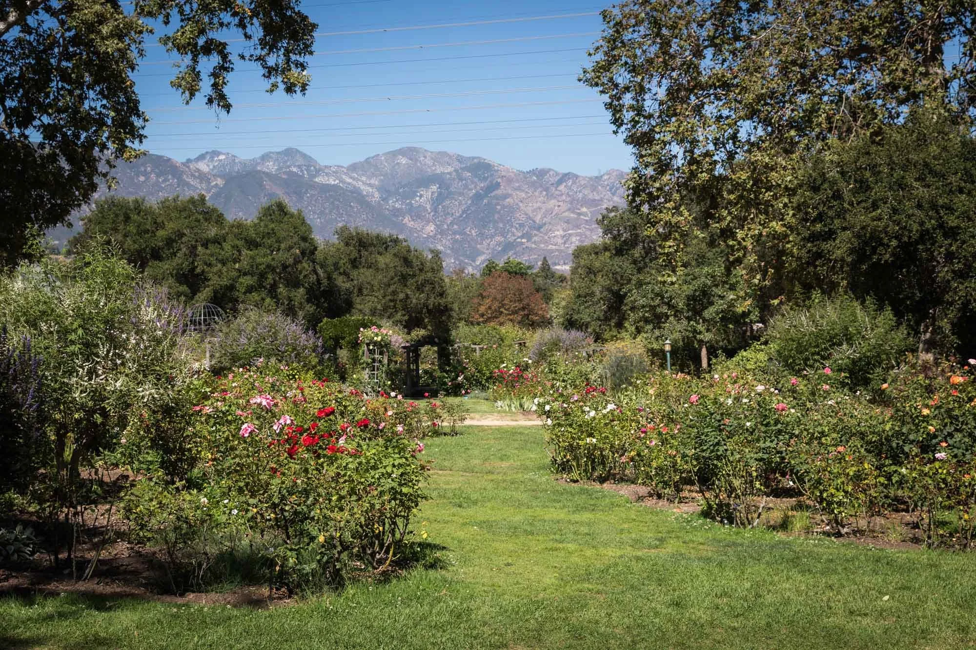 The Best Photo Shoot Locations in Descanso Gardens