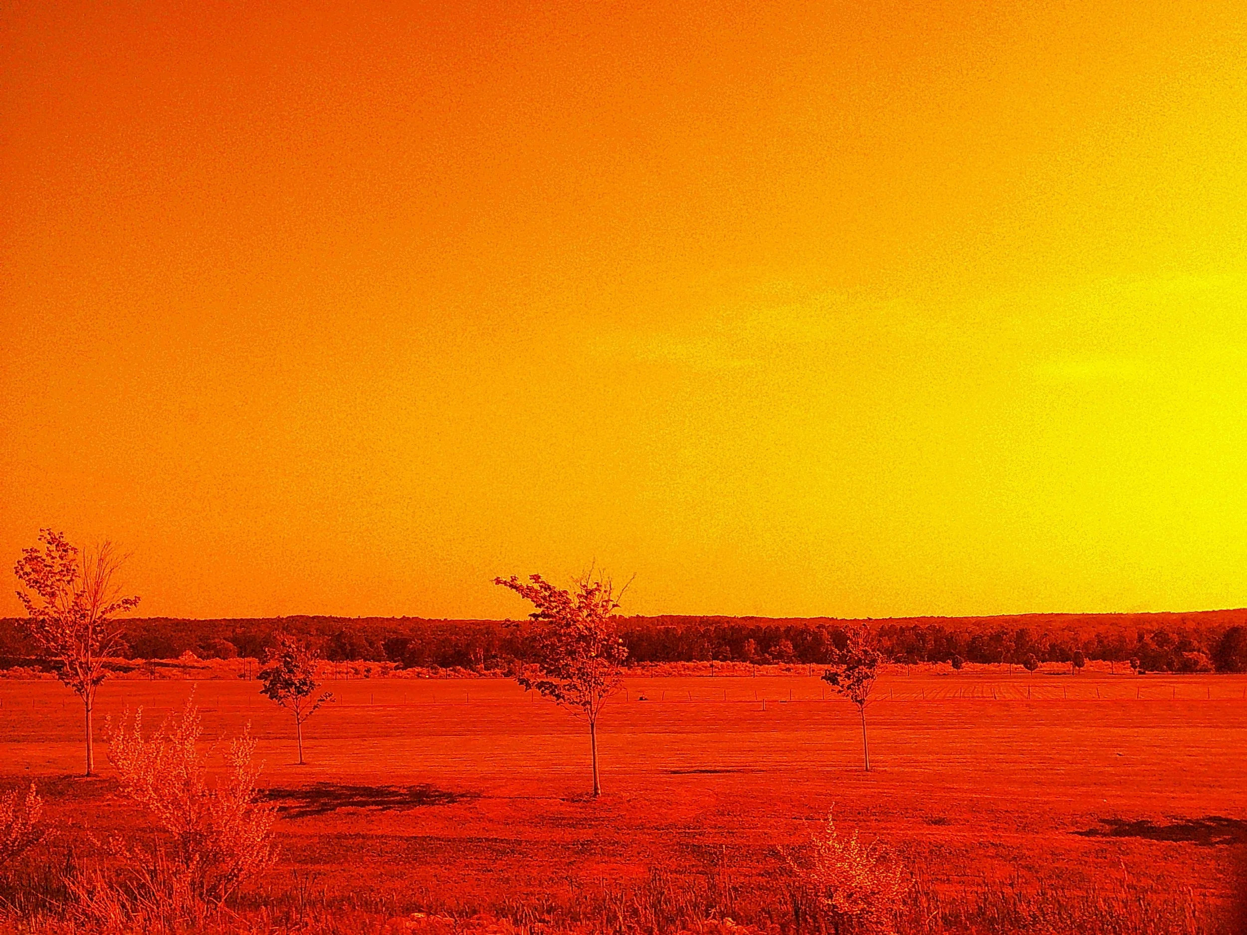 A landscape with a few trees on a grassy field under a yellow-orange sky, possibly during sunset or sunrise.