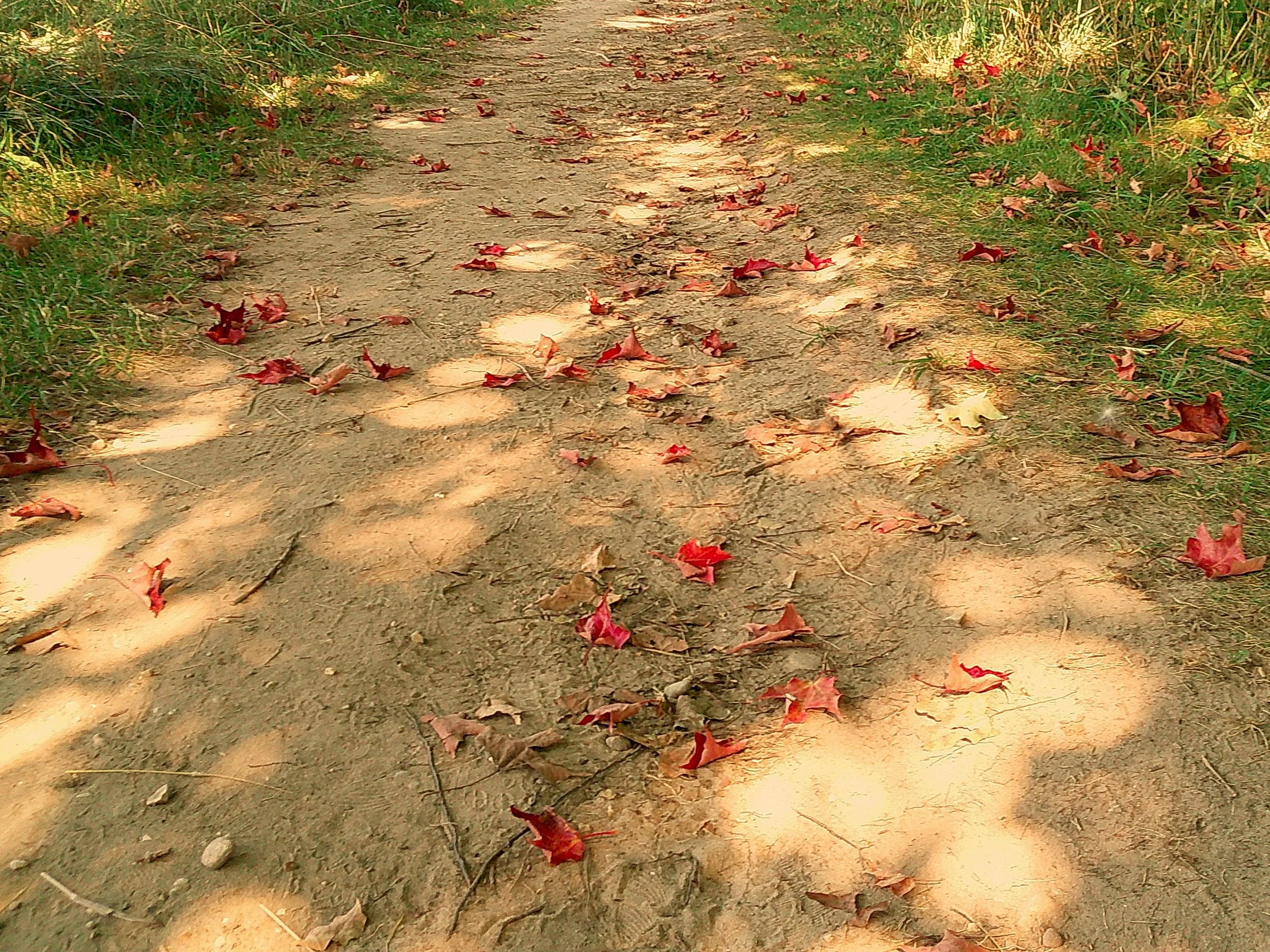 Autumnlens 03_noEXIF.jpg