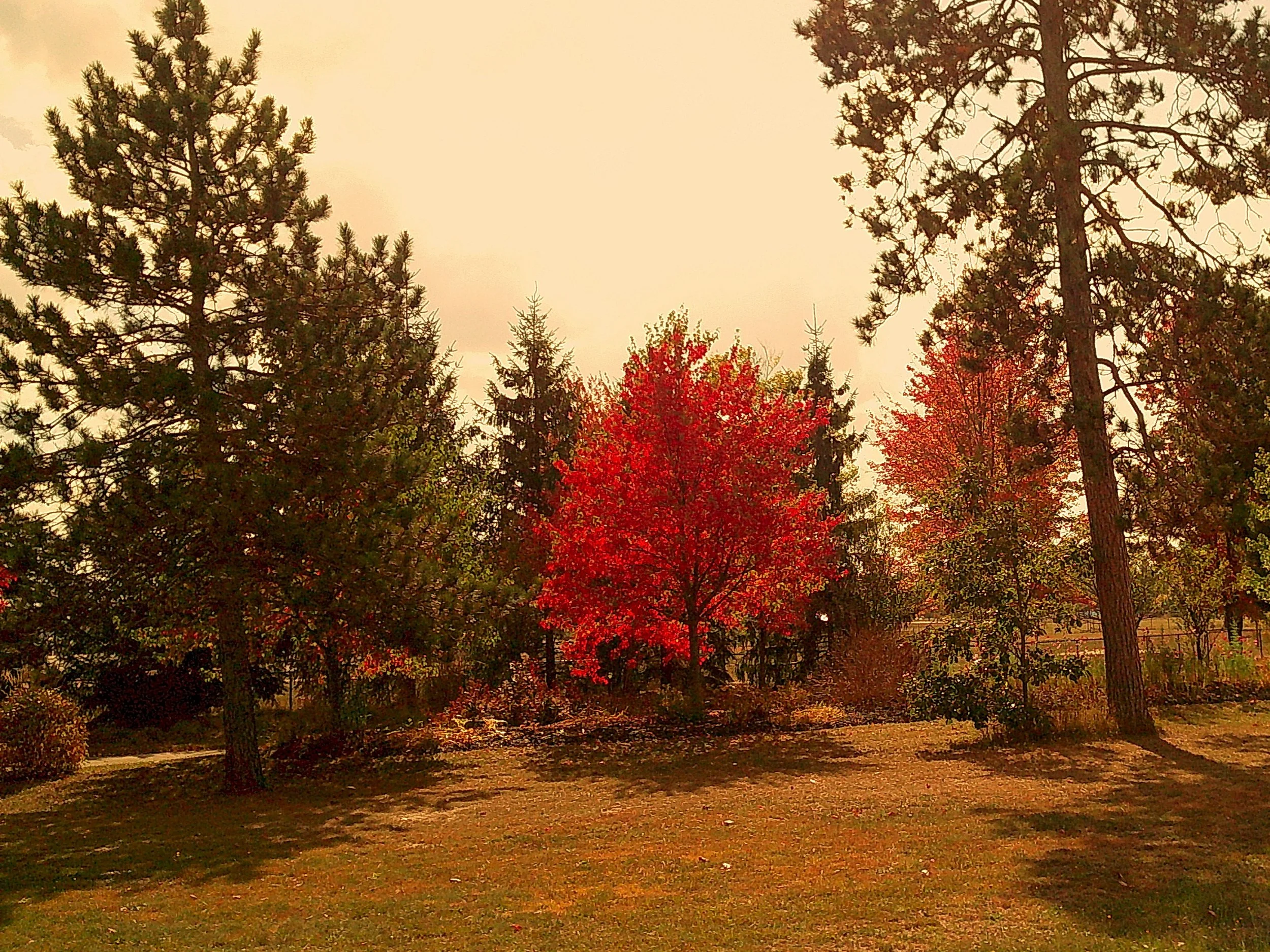 Autumnlens 26_noEXIF.jpg