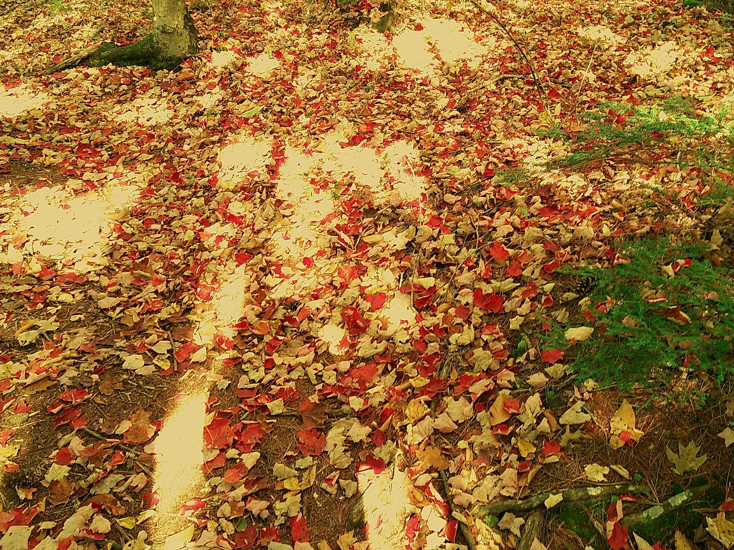 True Harvest 07_noEXIF.jpg