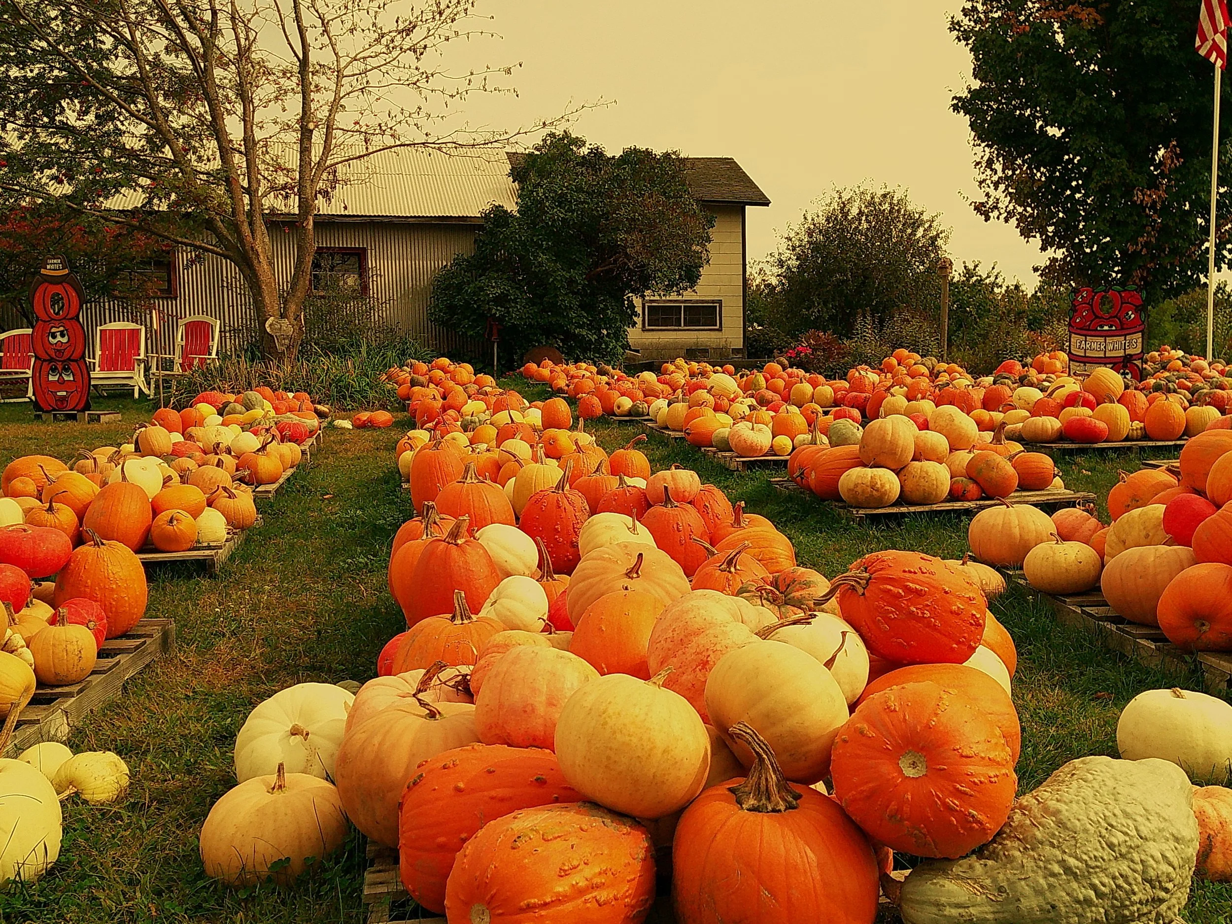 True Harvest 16_noEXIF.jpg
