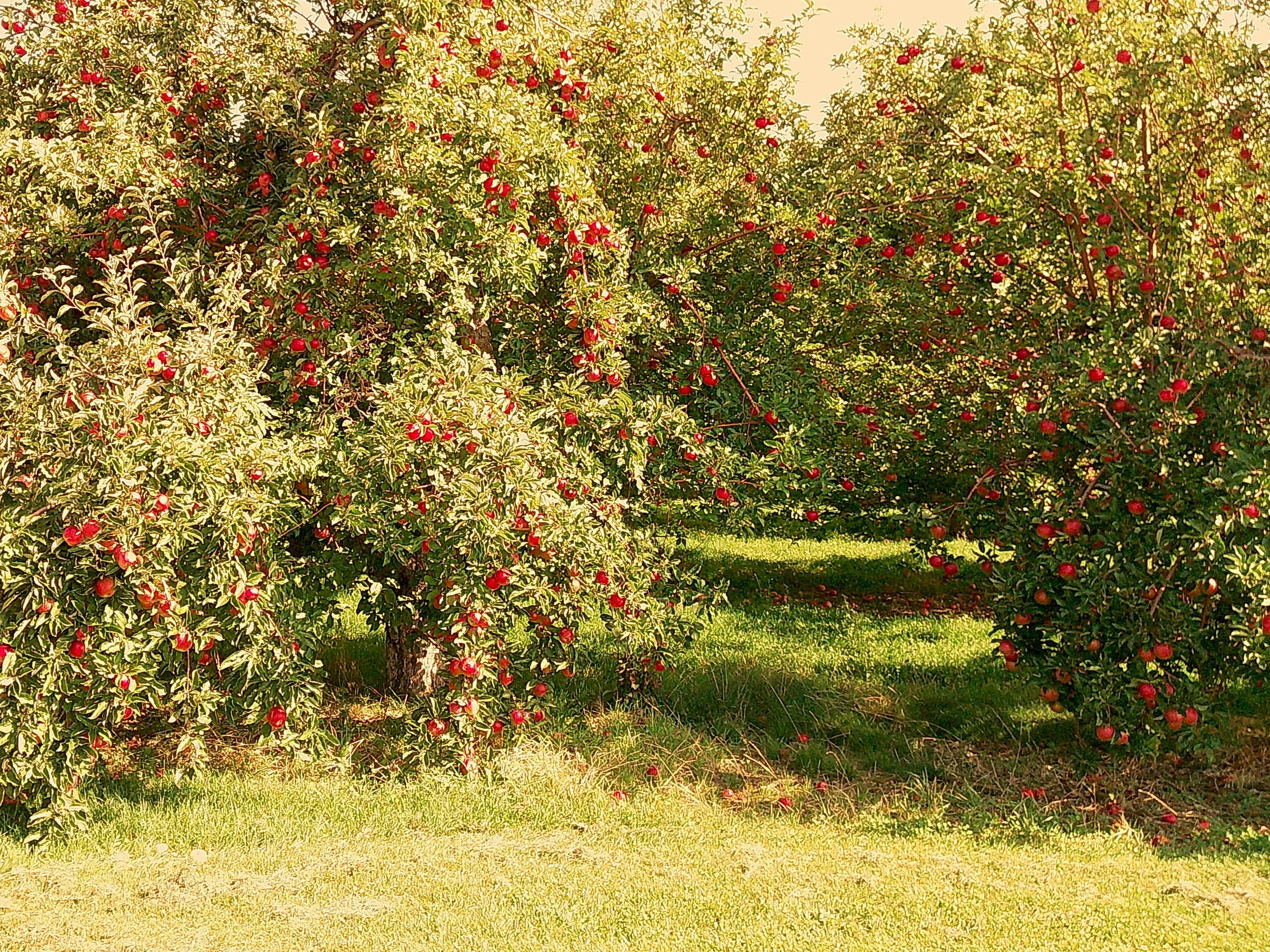 Autumnlens 19_noEXIF.jpg