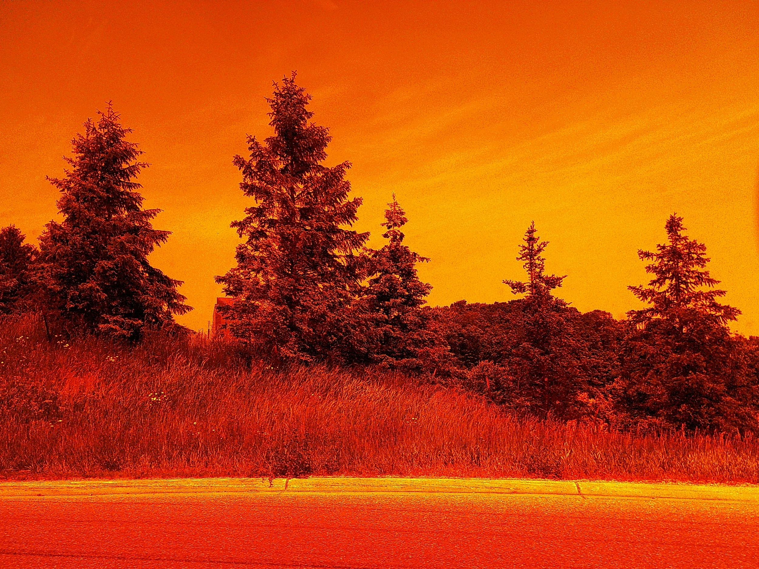 A line of evergreen trees and tall grass along a roadside under an orange sky.