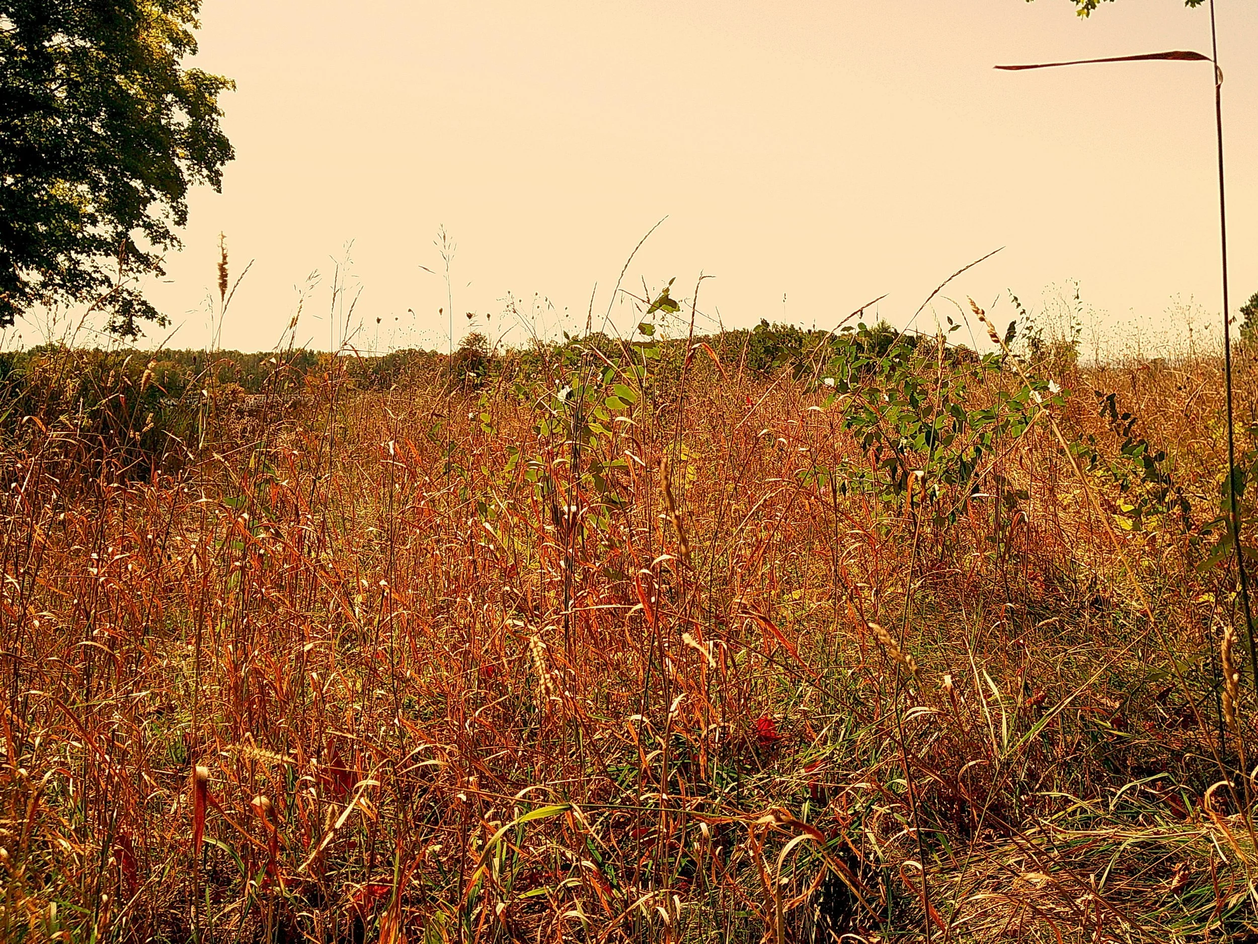 Autumnlens 01_noEXIF.jpg