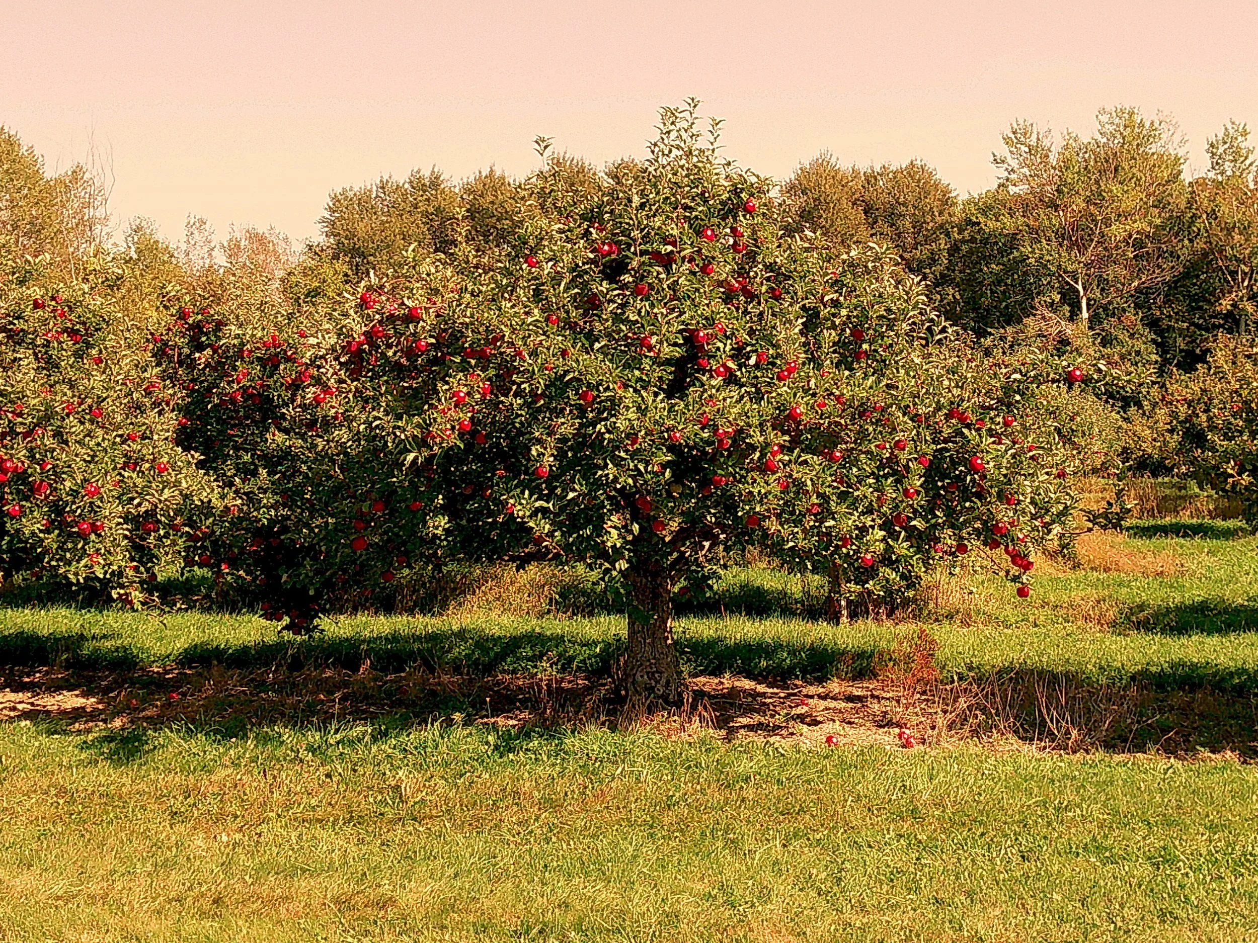 Autumnlens 09_noEXIF.jpg