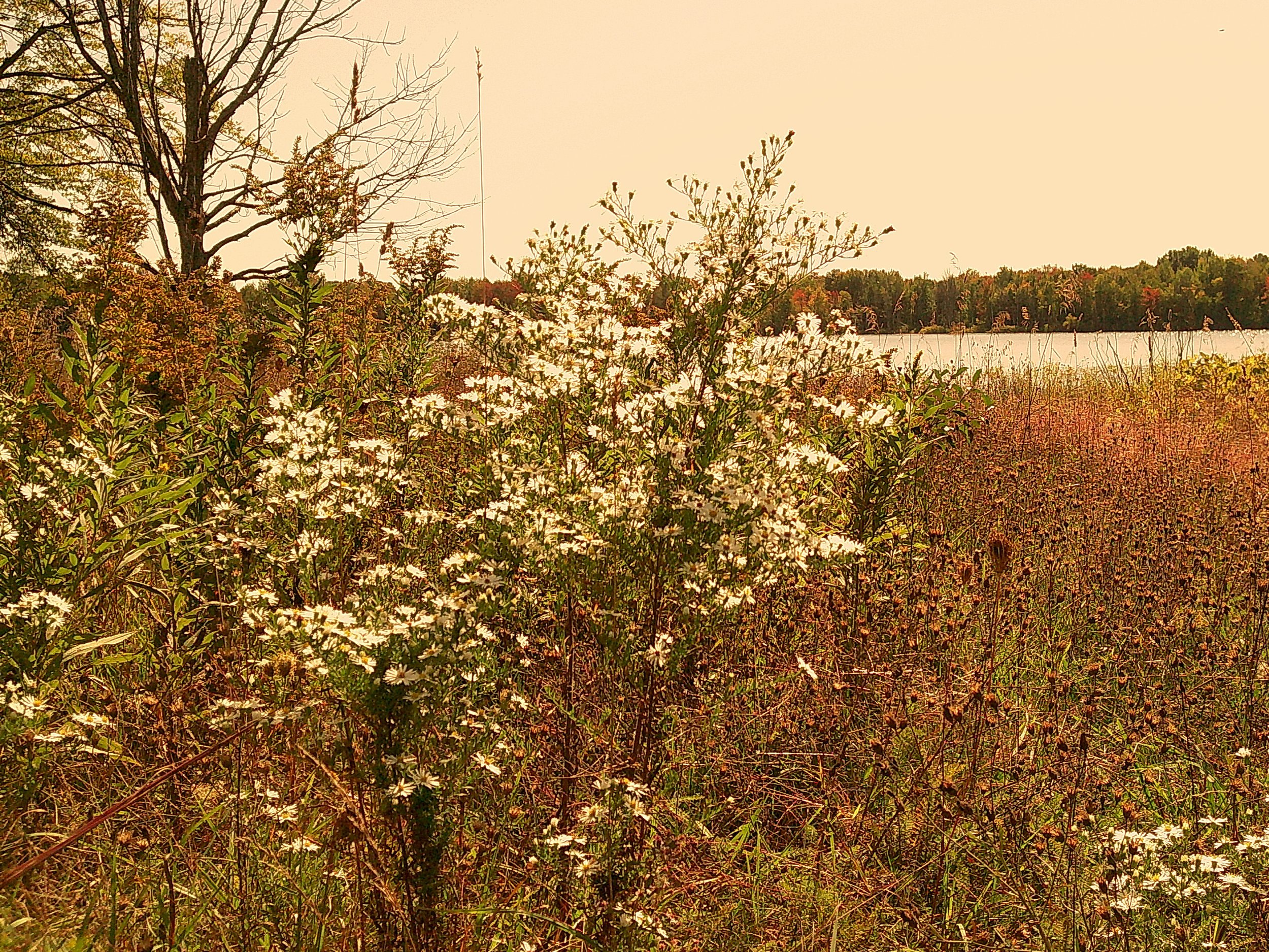 Autumnlens 05_noEXIF.jpg