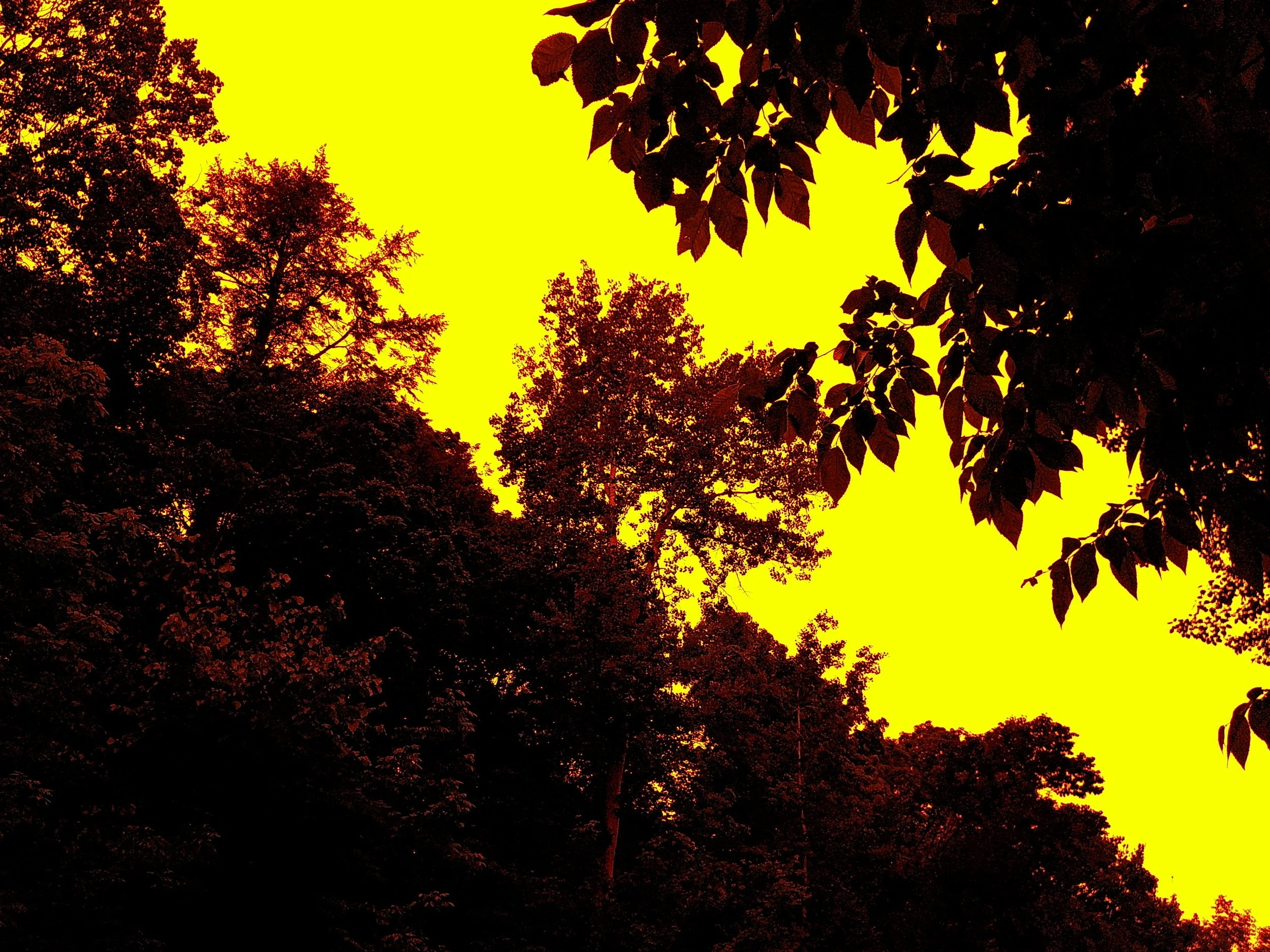 Silhouette of trees and leaves against a bright yellow sky.