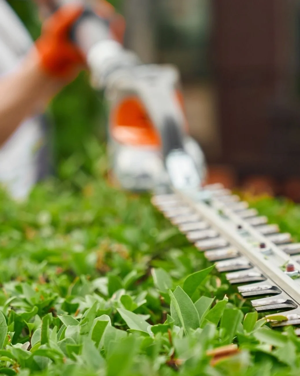 Close-up of a leafy green plant being trimmed with electric hedge trimmers in a garden.