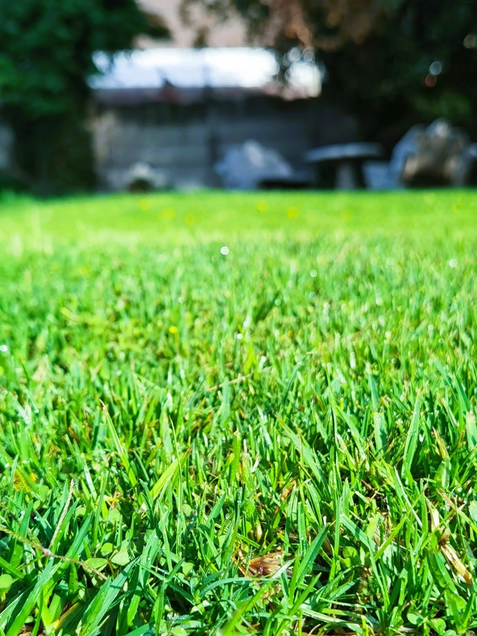 Close-up view of lush green grass in a yard with a blurred background of trees, a wooden fence, and outdoor furniture under a partly sunny sky.