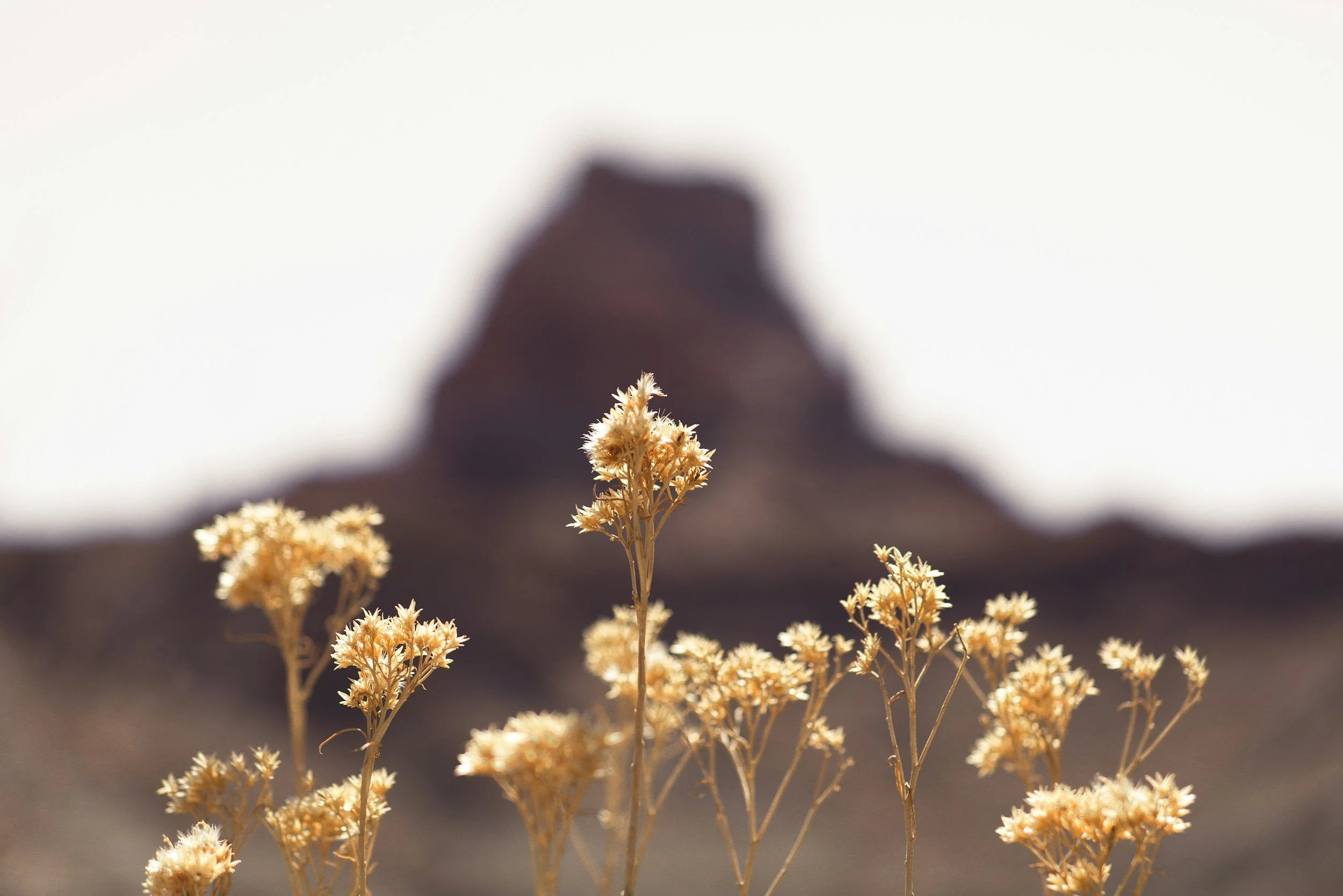 unsplash-image-JfIl5XkwLmE.jpg