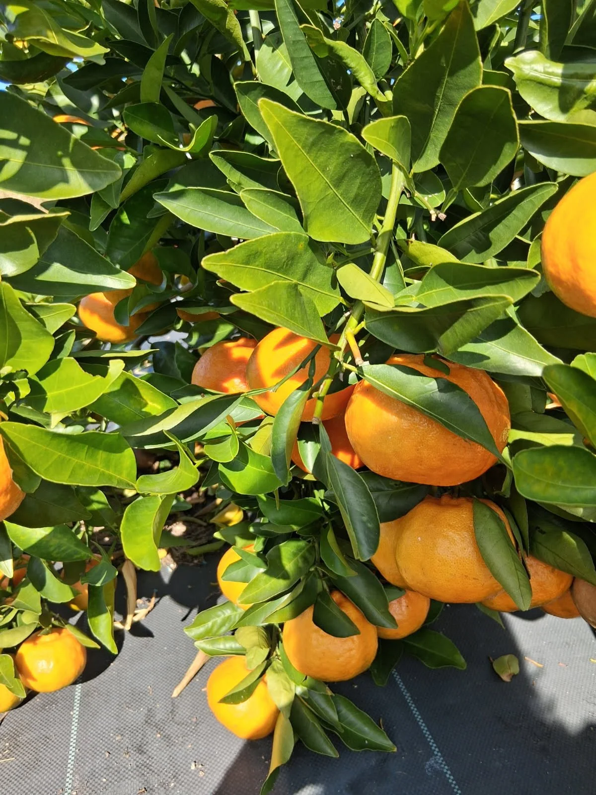 Dancy Tangerines per pound