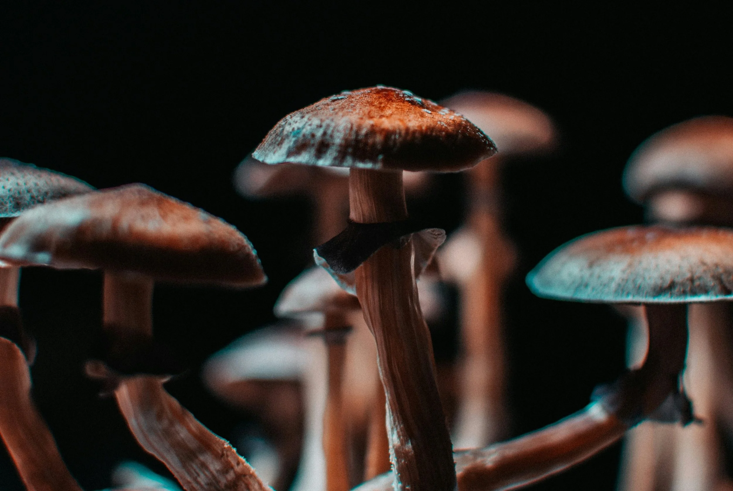 OHSU awarded a $3.3 million grant from NIDA