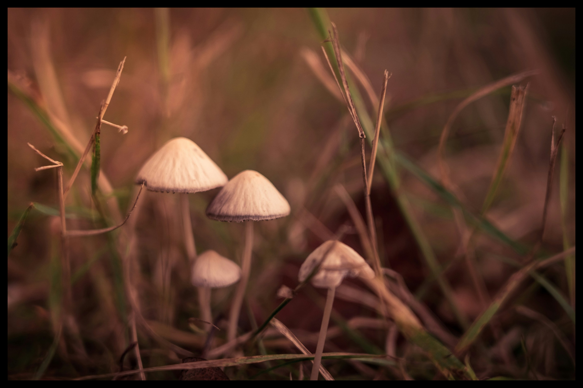 DoubleBlind: Misinformation on Psychedelic Policy Endangers Public Health