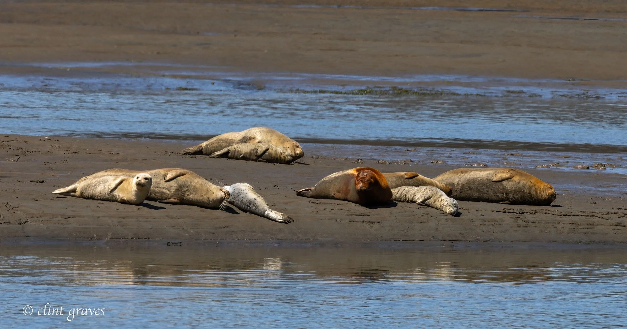 stinson_clint_graves_sealions.jpg