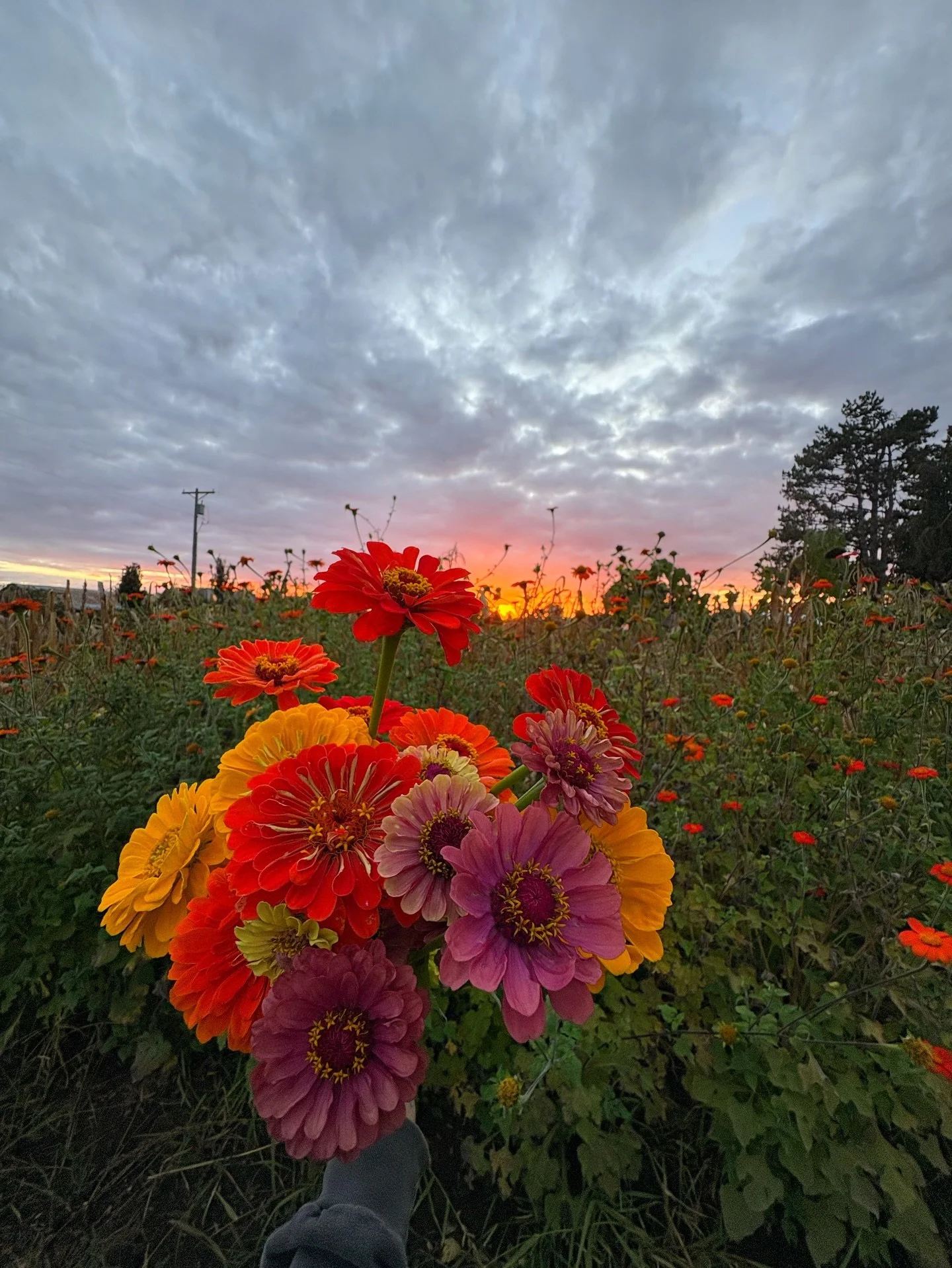 Some of last nights zinnias 🥹❤️‍🔥