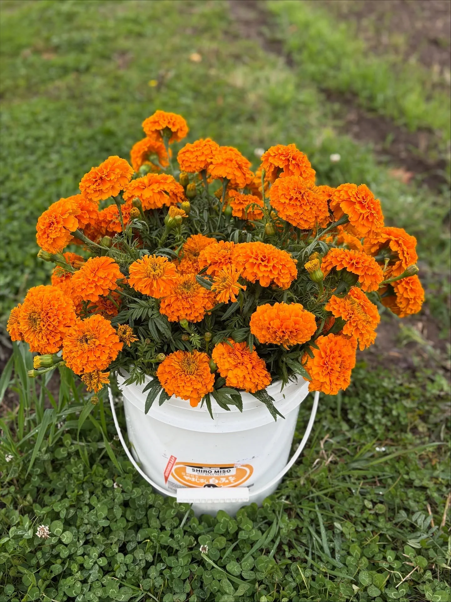 11/11 harvest. 
Not shown: dahlias, strawflower, zinnias, shingiku, red yarrow