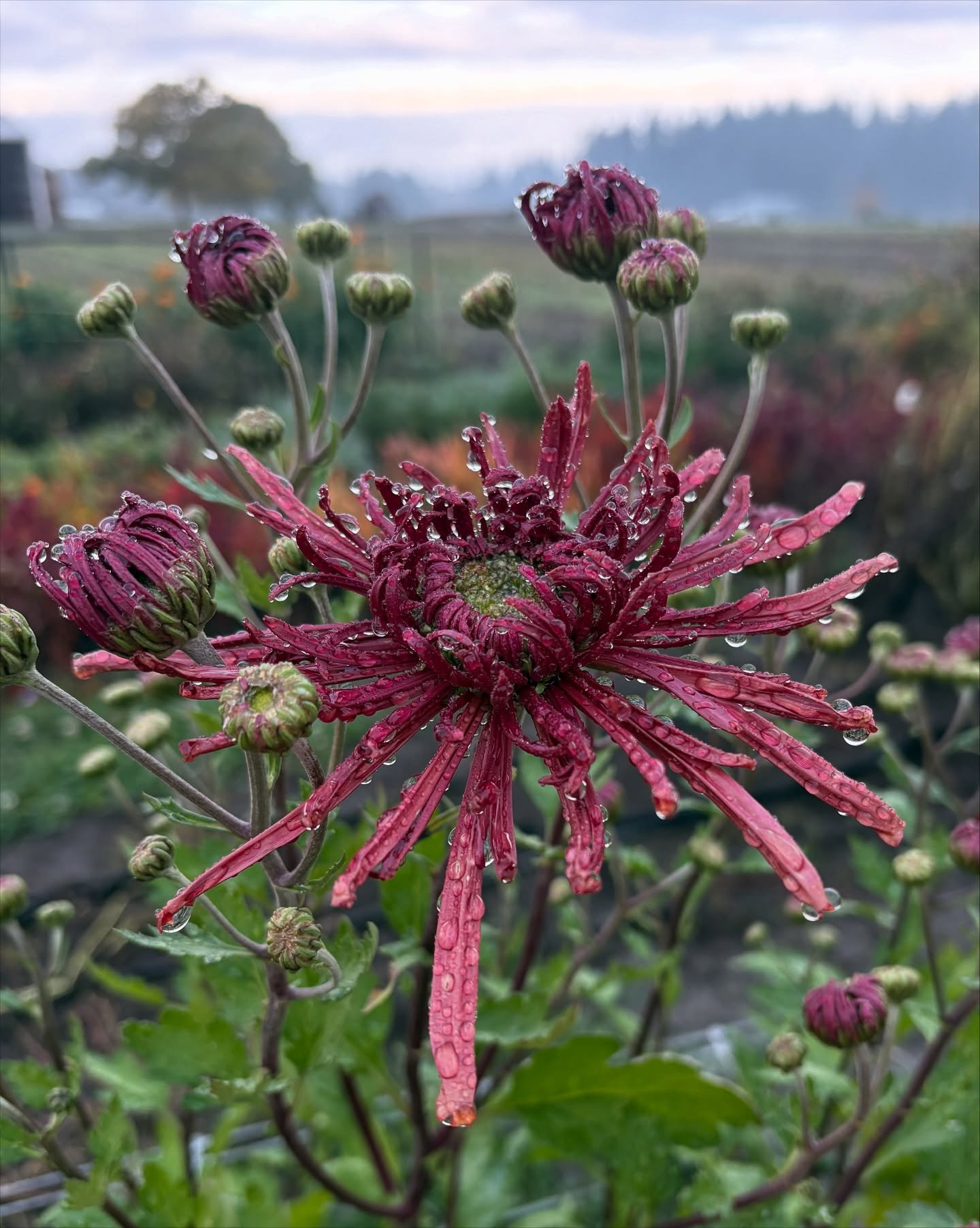 The mums in the rain. I love them so much they are the coolest and I&rsquo;m not posting them enough!