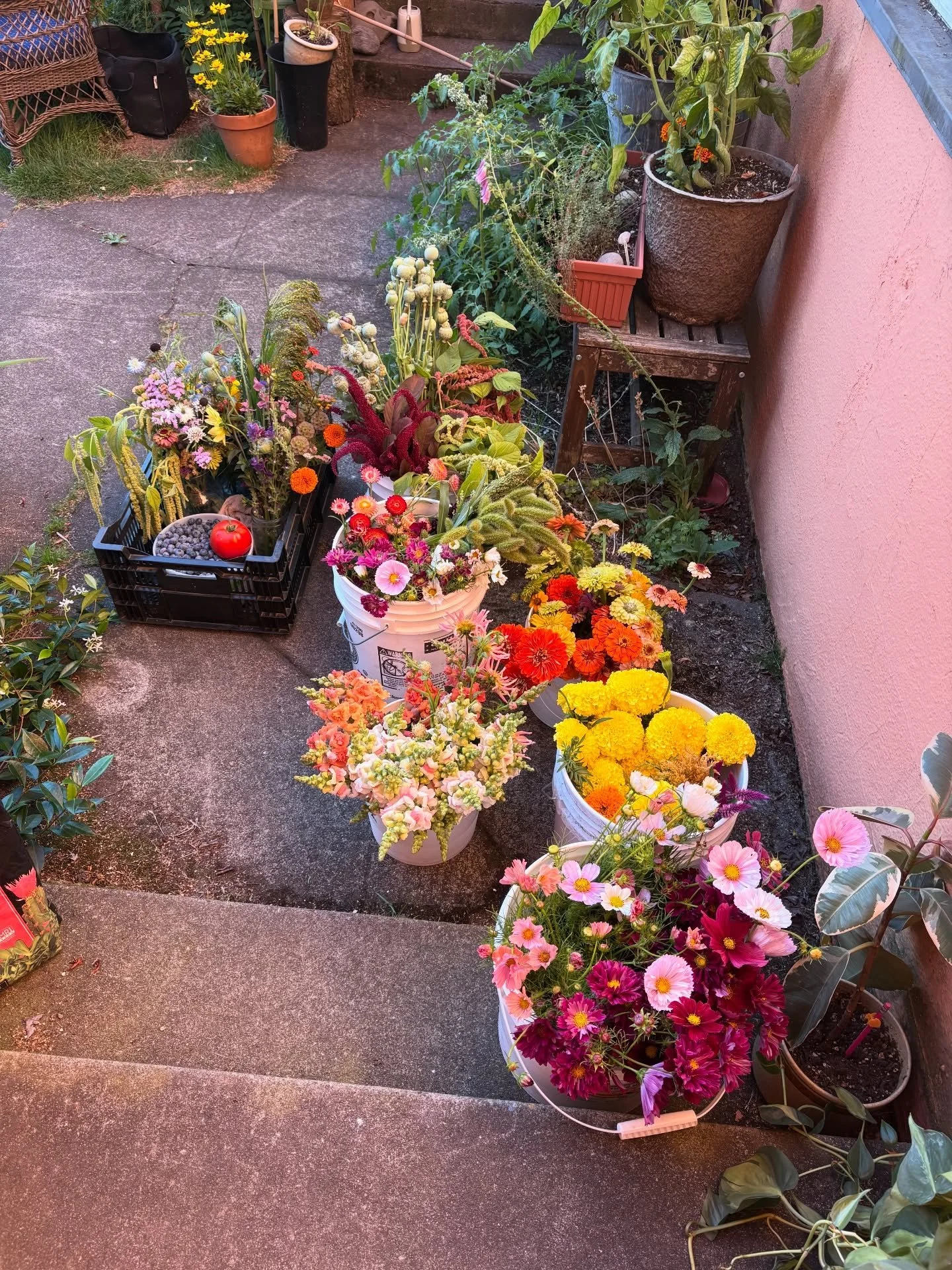 2025 harvest days from farm to my air conditioned flower room in my apartment. I feel inspired by harvesting and hanging at the farm but I love creating in my home. I have my dog and my cat and my kitchen near. 🥰