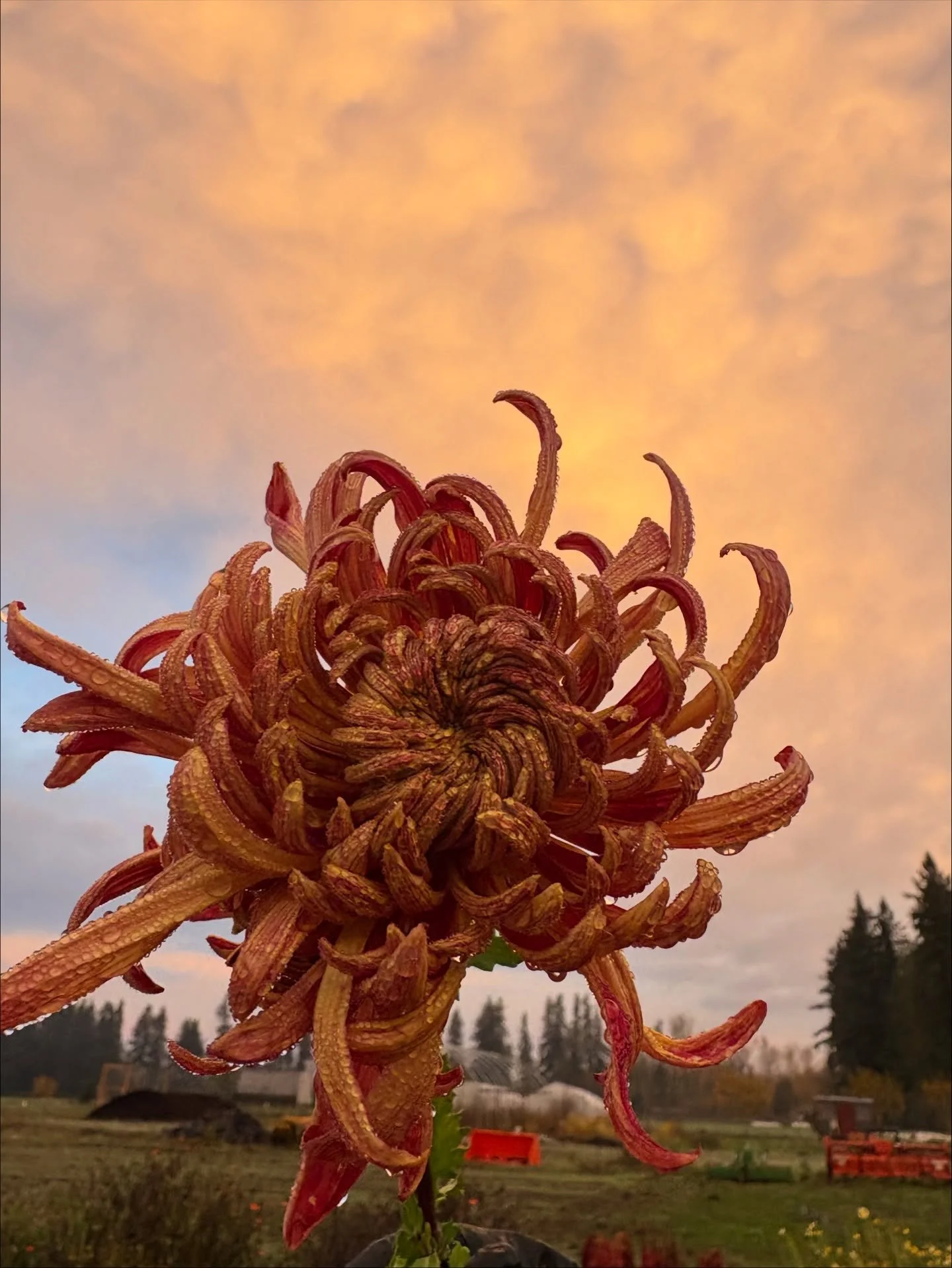 Sunrise with the mums 🎇