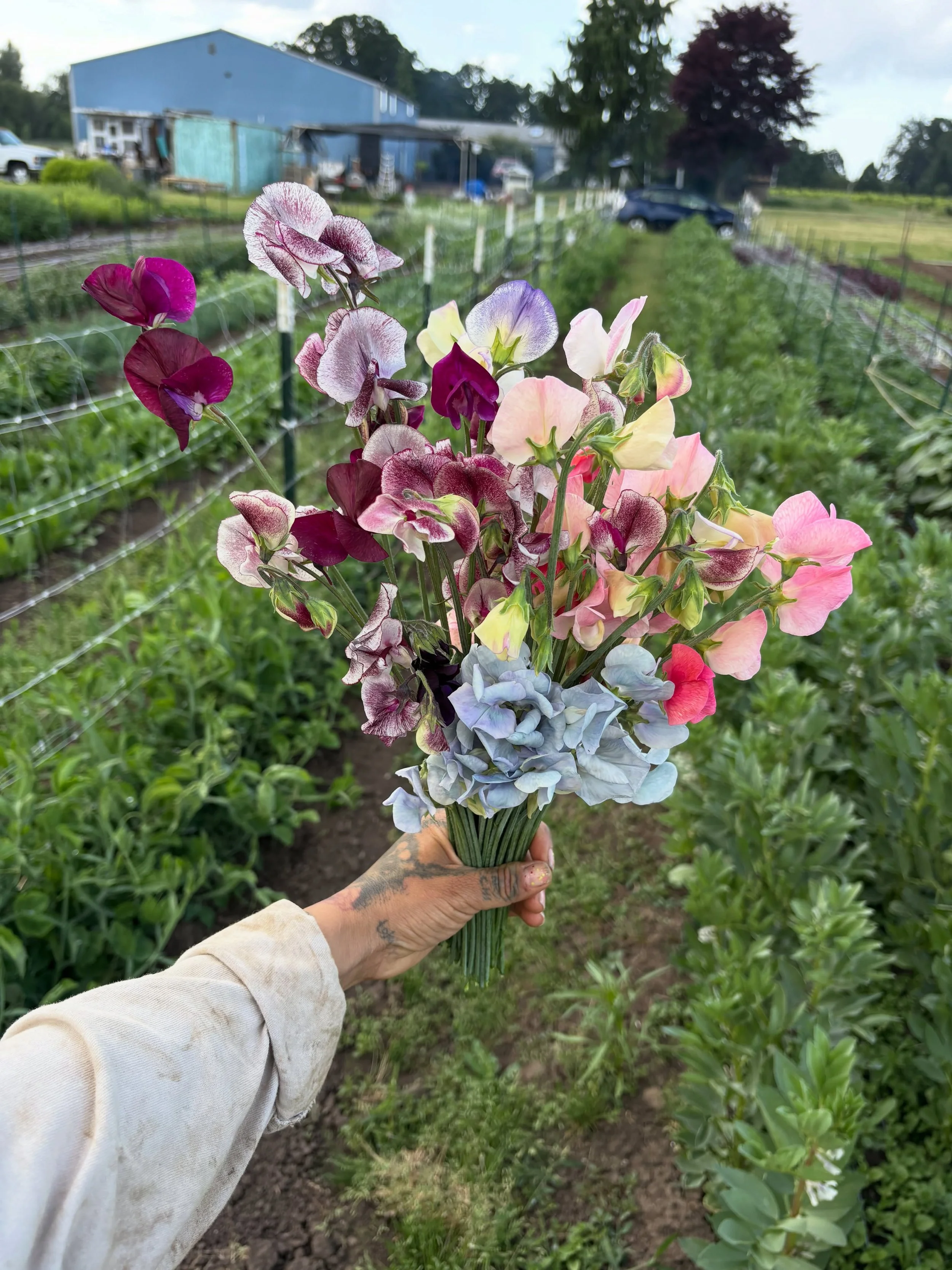 My biggest flex rn 
I thought they weren&rsquo;t going to grow because they took a while to take off. My friend Savannah came out the the farm and helped me give them some love by pulling weeds, trellising them even though they were really short, and