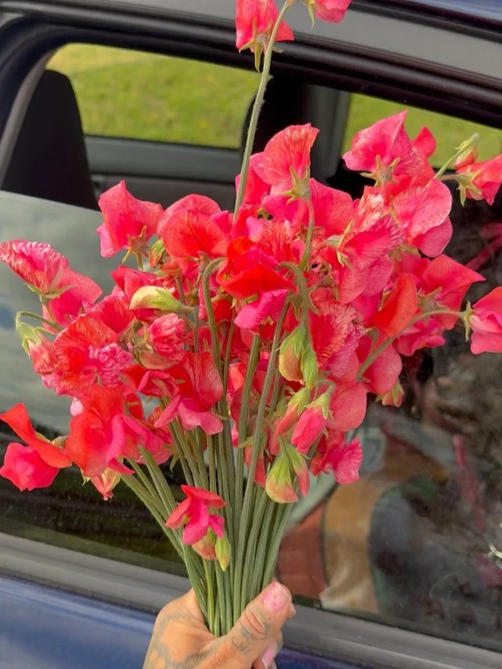 More sweet peas!  My fave are the Prince of Orange 🥰