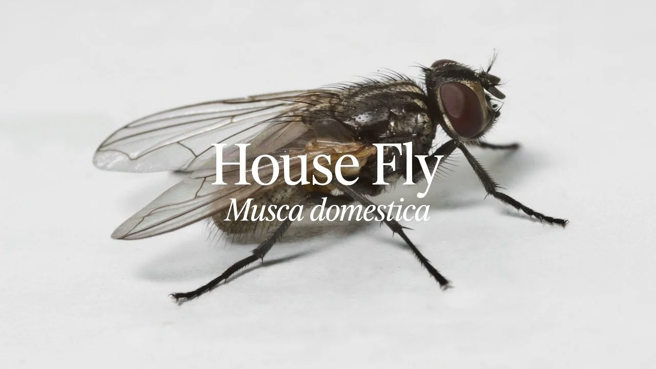 House Fly (Musca domestica)