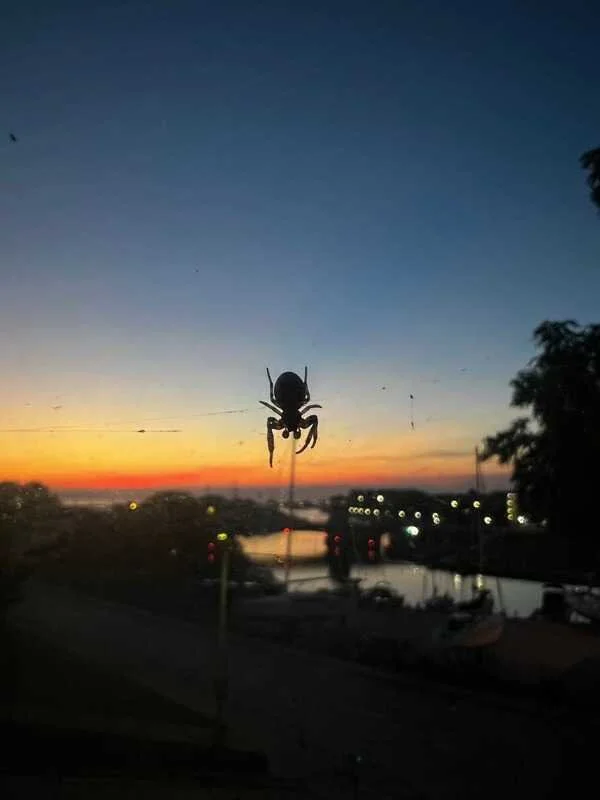 Orb-Weavers: Great Neighbors...Until They Decorate Your Front Door