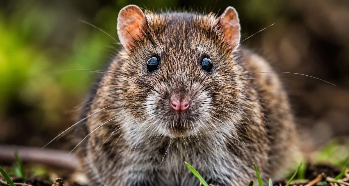 Are Mice Becoming Resistant to Rat Poison? Here's What Wisconsin Homeowners Should Know.