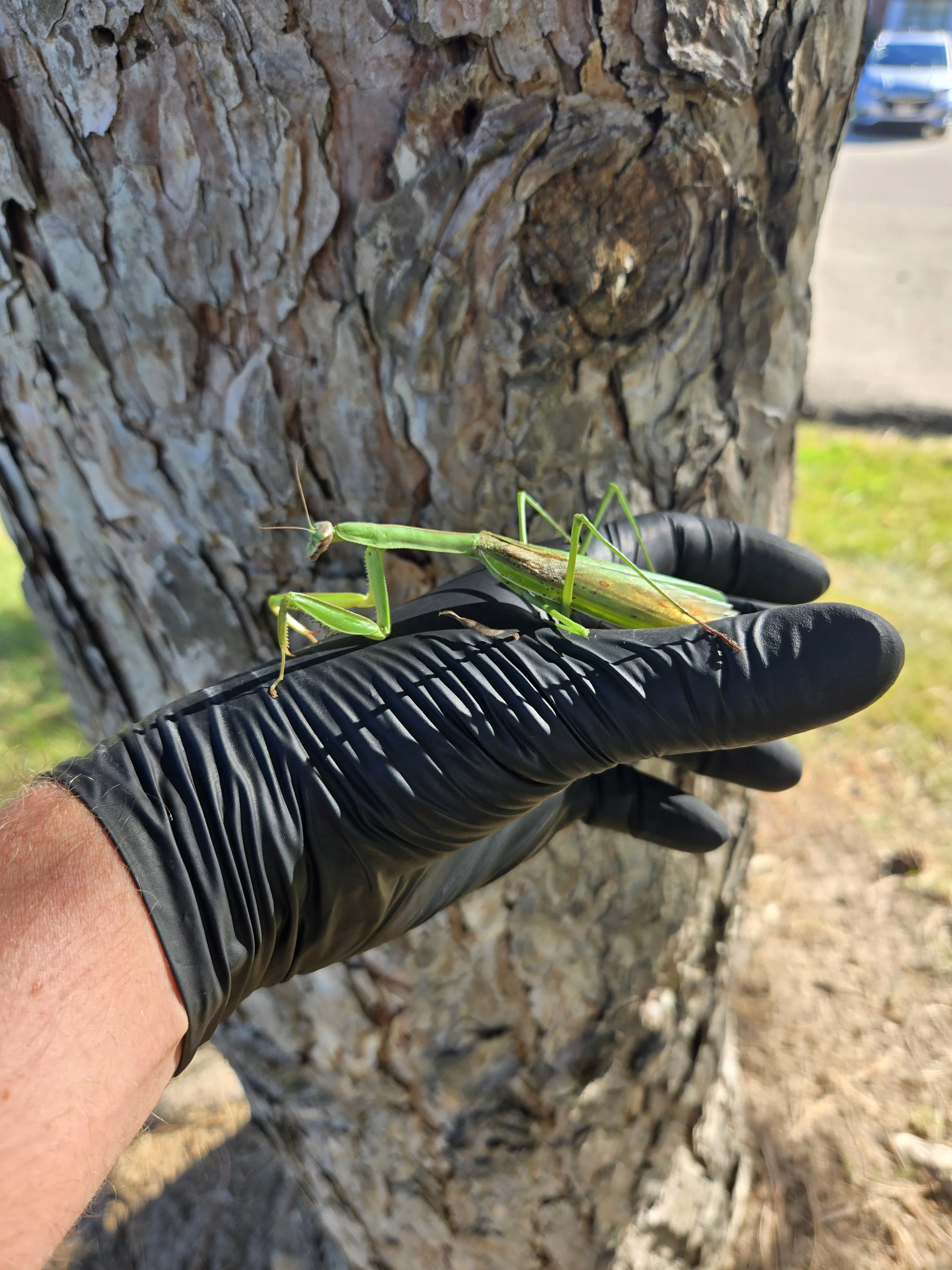 chinese-mantis-side.jpg