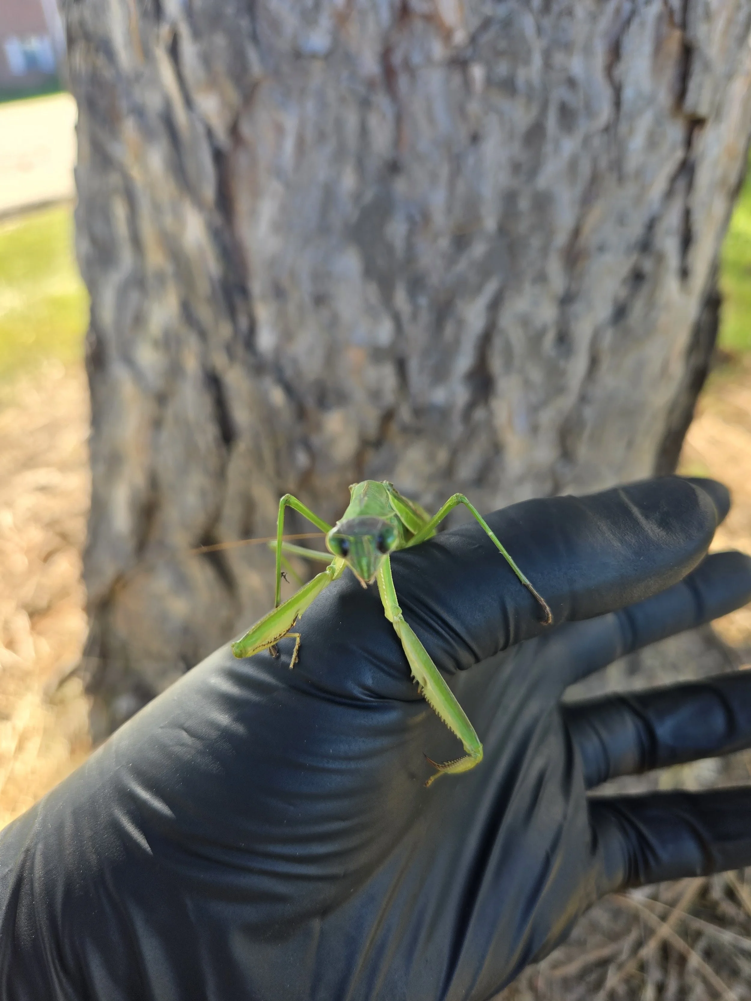 chinese-mantis-front-2.jpg