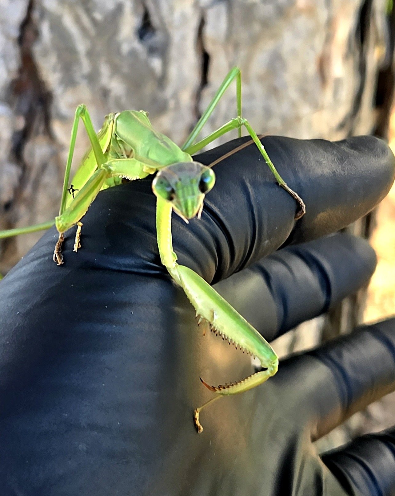 Chinese-mantis-front.jpg