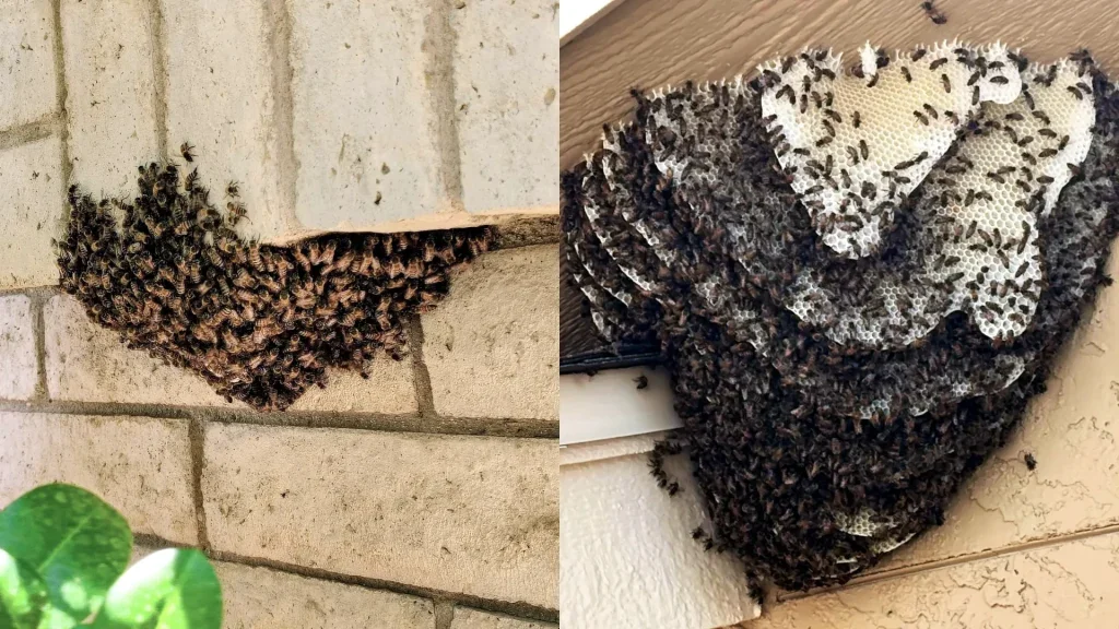 bee-swarm-vs-bee-hive.webp