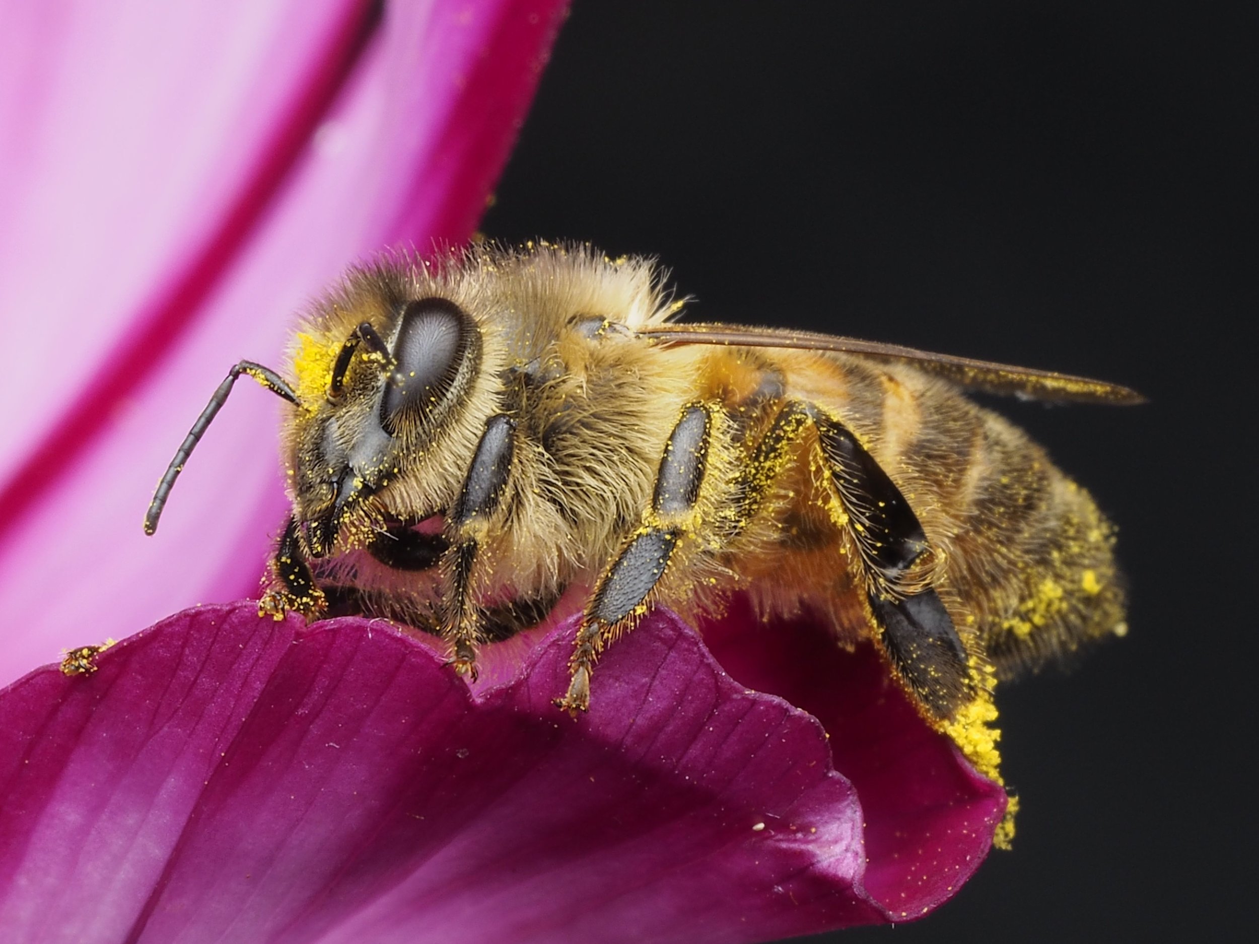 Honey-Bee-1.jpg