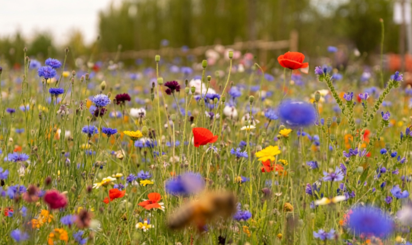 Wild-Folwer-Garden.png