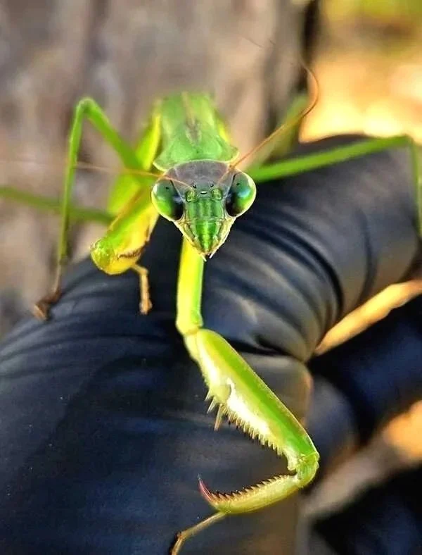 Chinese Mantises in Wisconsin: Friend, Foe, or Just Misunderstood?