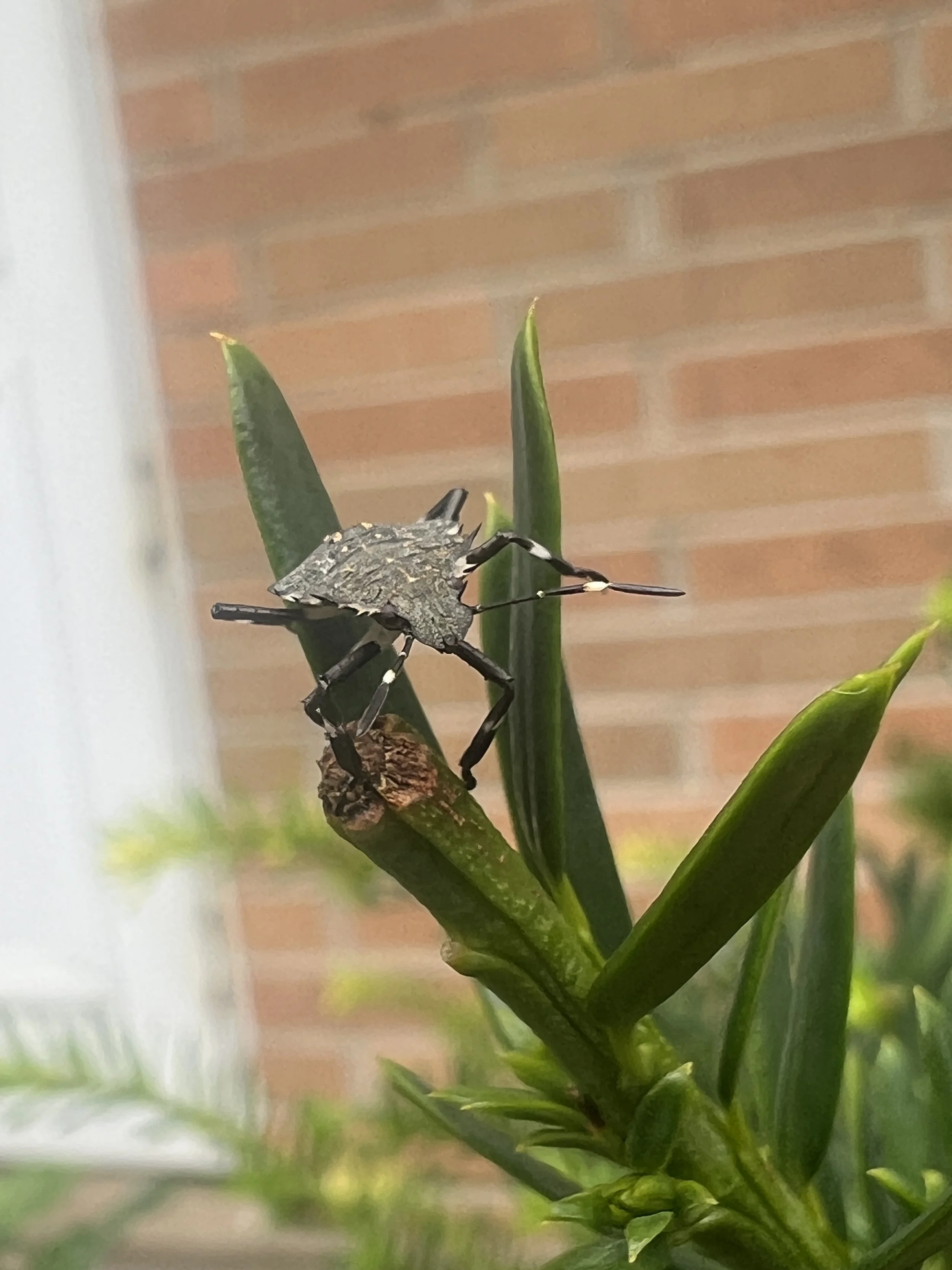 BMSB-on-leaf.JPG