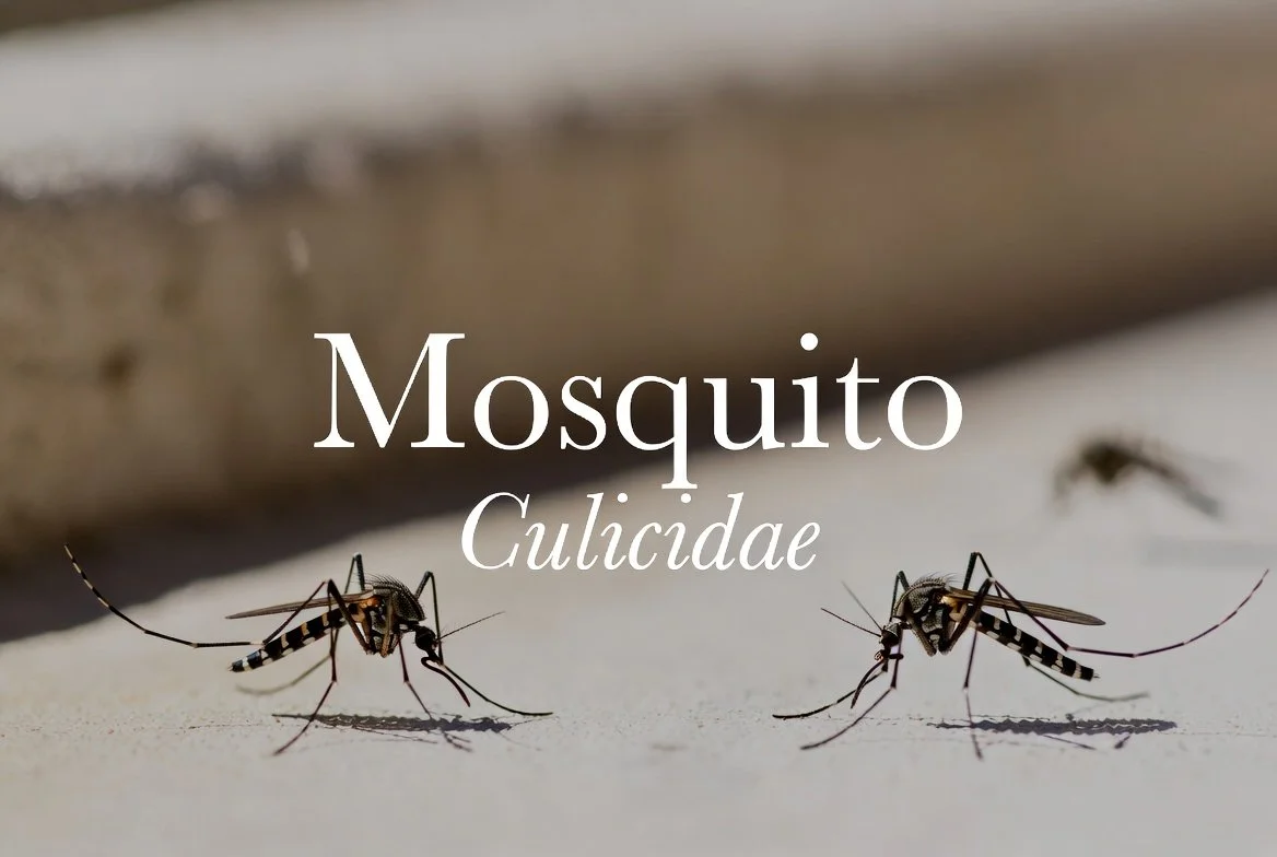 mosquito-profile.jpg