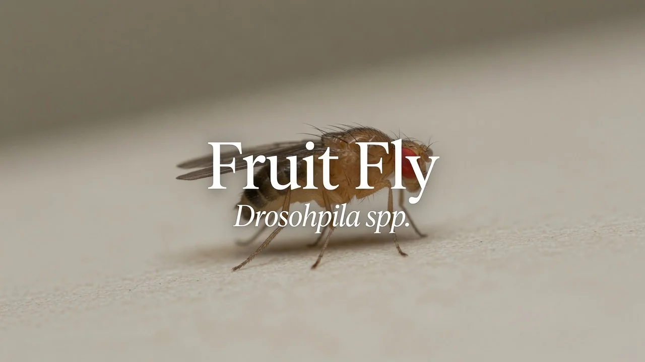 Fruit Fly (Drosophila spp.)