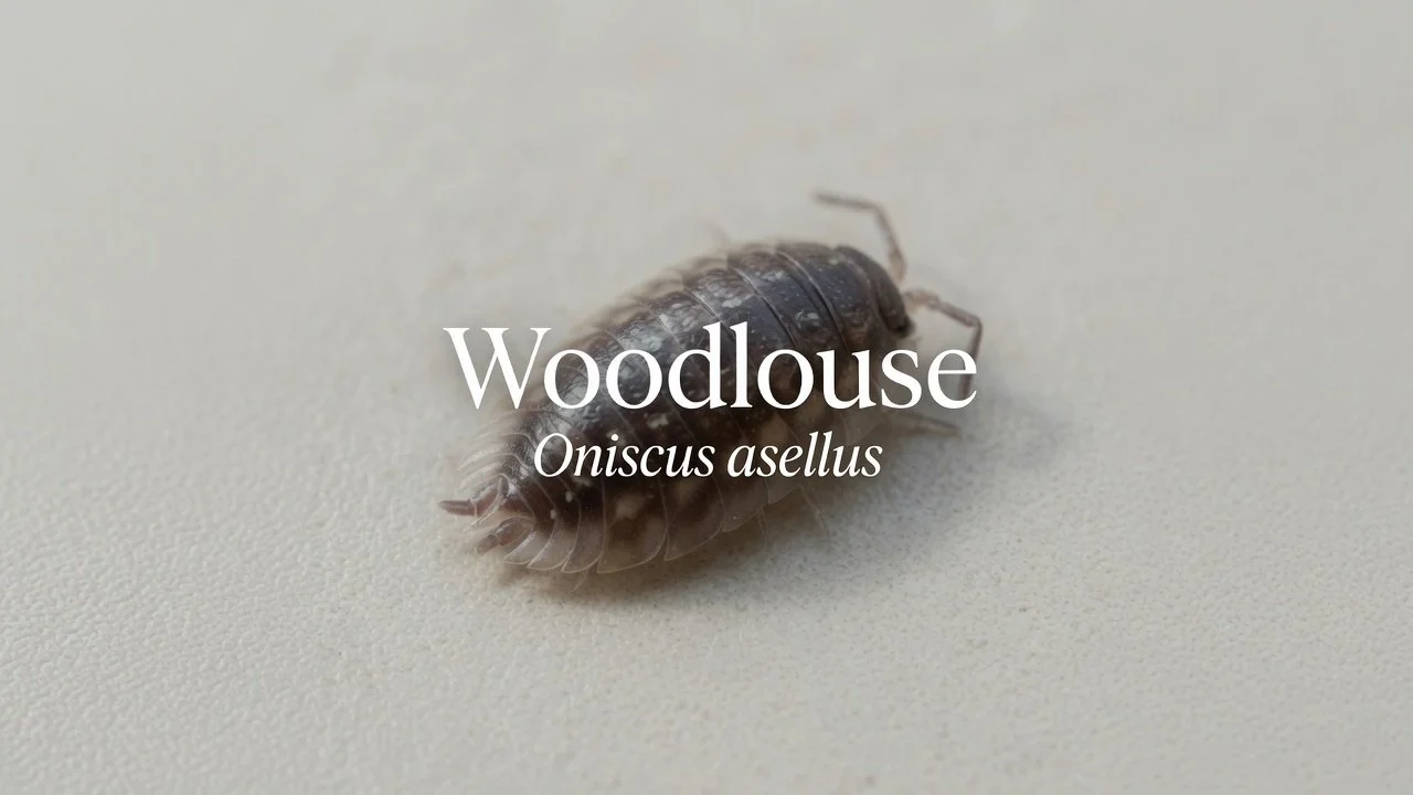 Woodlouse (Oniscus asellus)