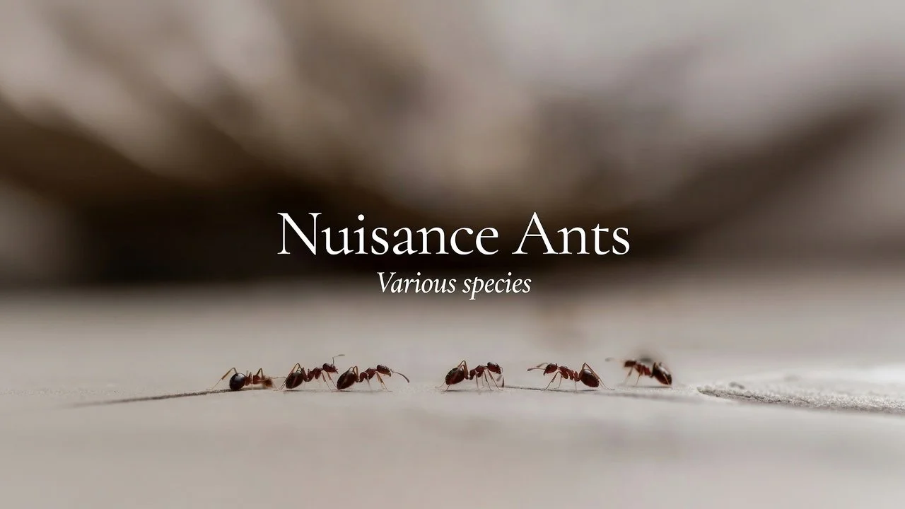 nusance-ants-profile.jpg