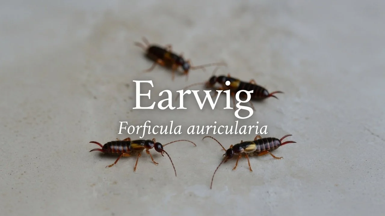 Earwig (Forficula auricularia)