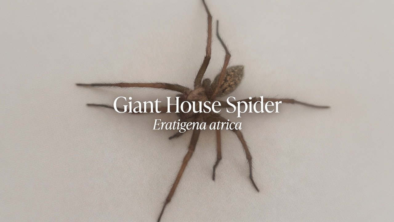 Giant House Spider (Eratigena atrica)