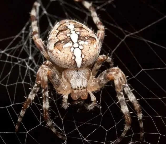 Close Up of Orb Weaver Spider