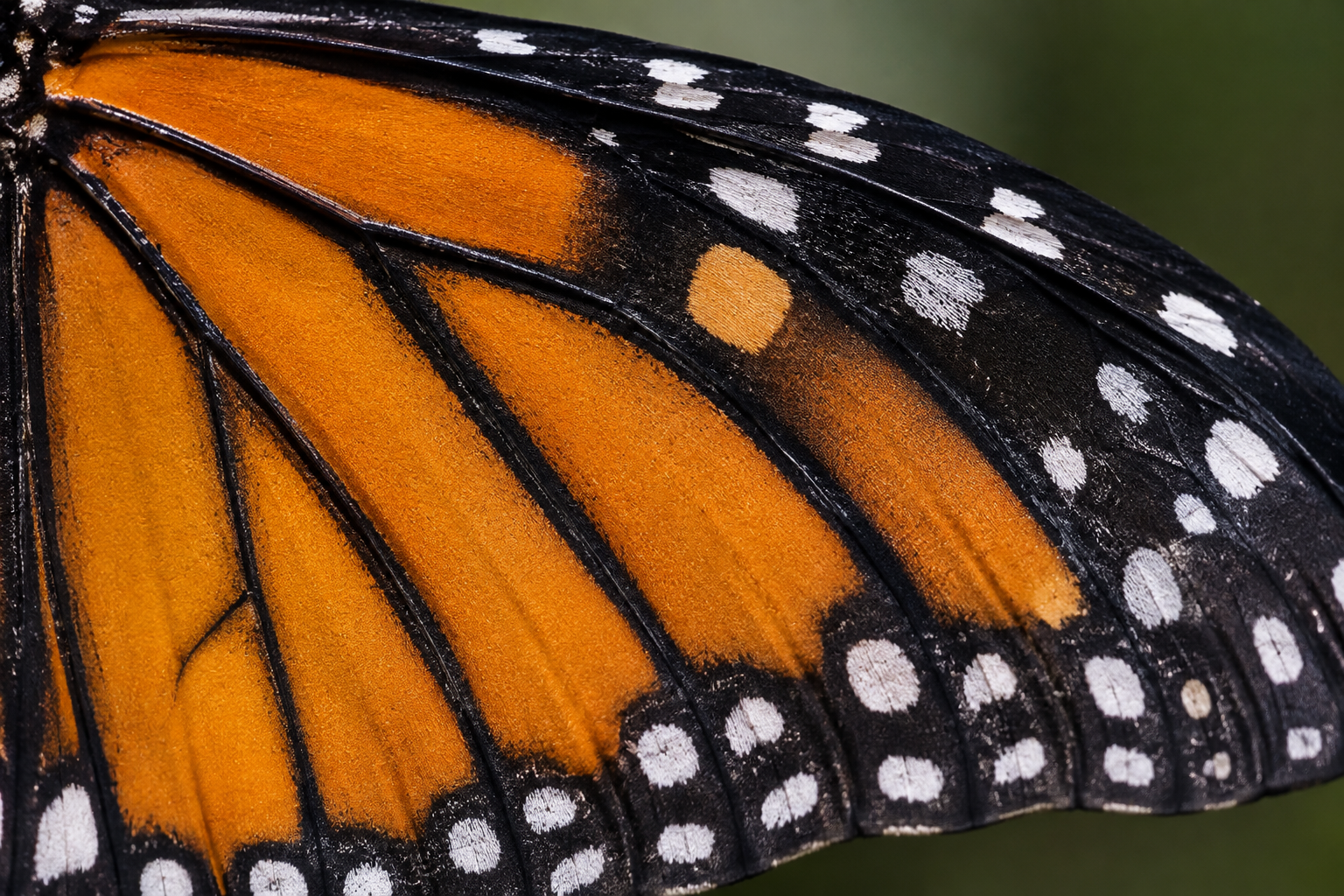The Monarchs Are Here. Then They're Gone. Here's Why.