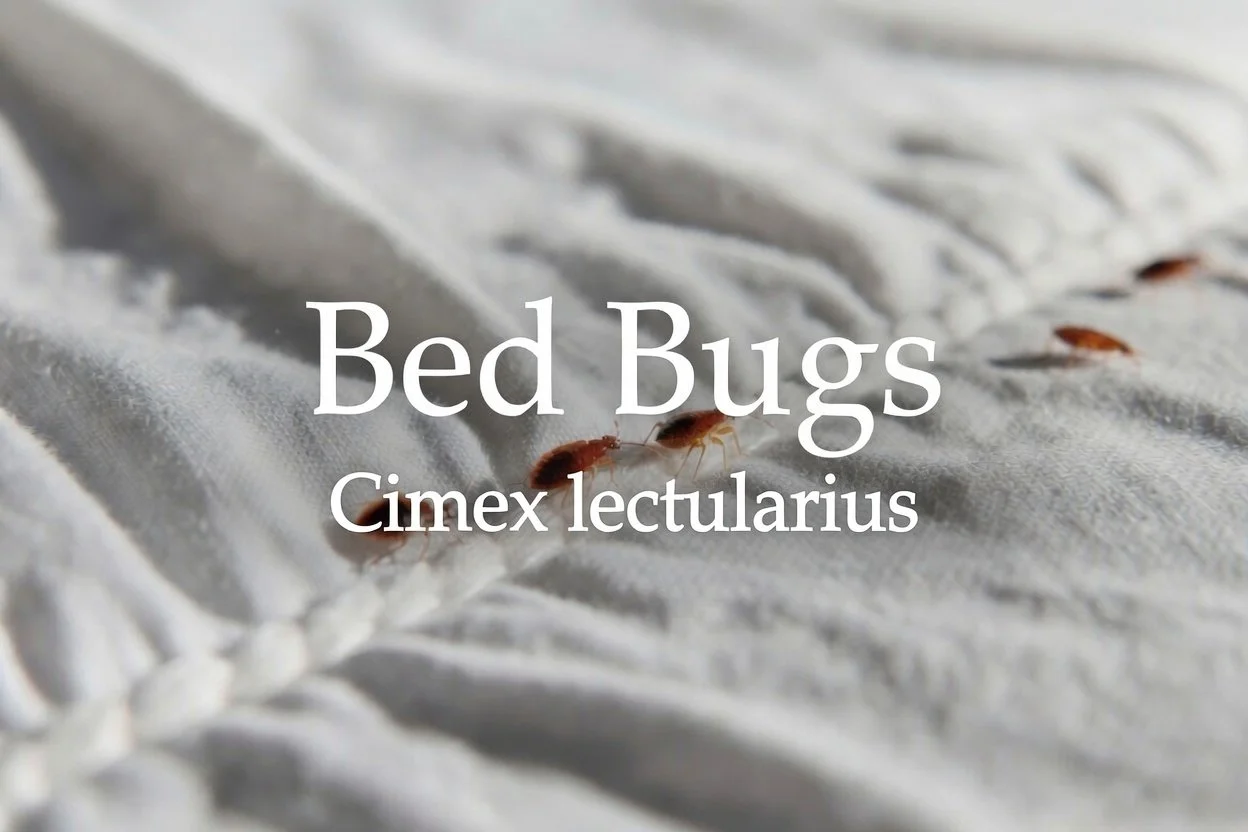 Bed Bugs (Cimex lectularius)