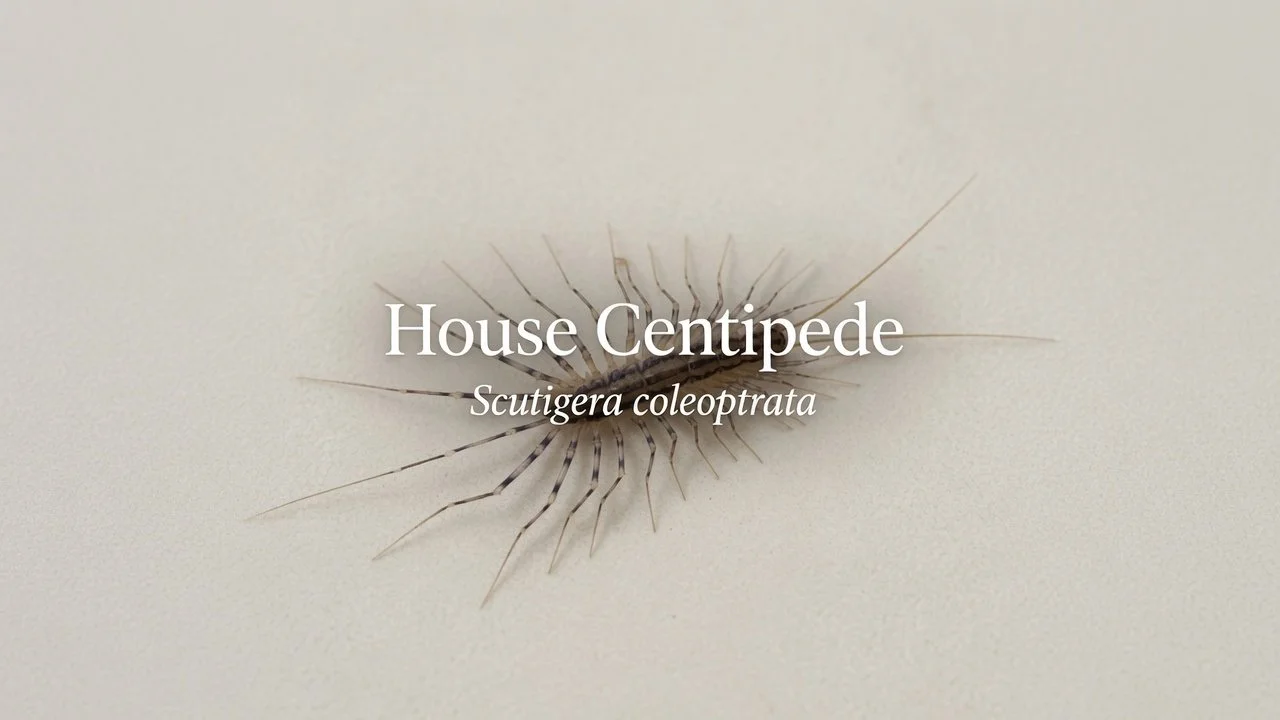 House Centipede (Scutigera coleoptrata)