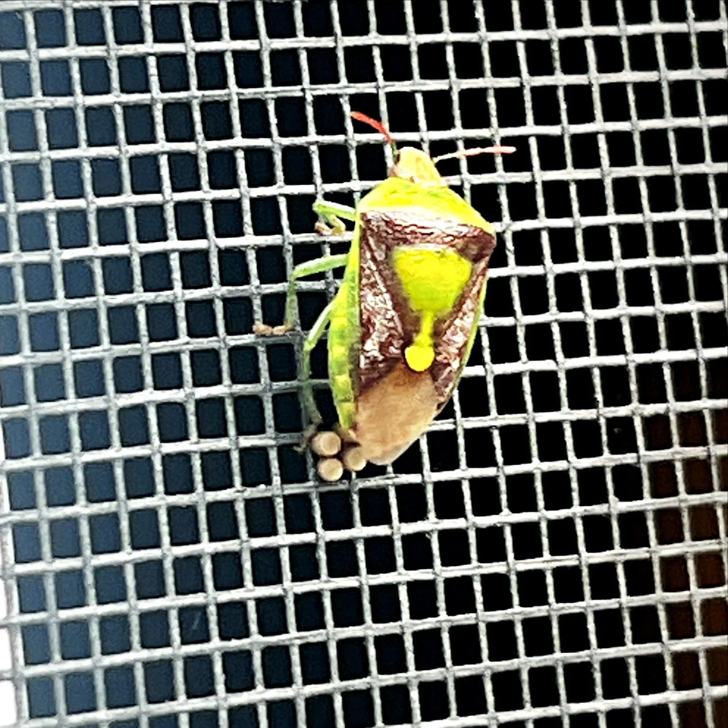Green-stink-bug-on-screen.JPG