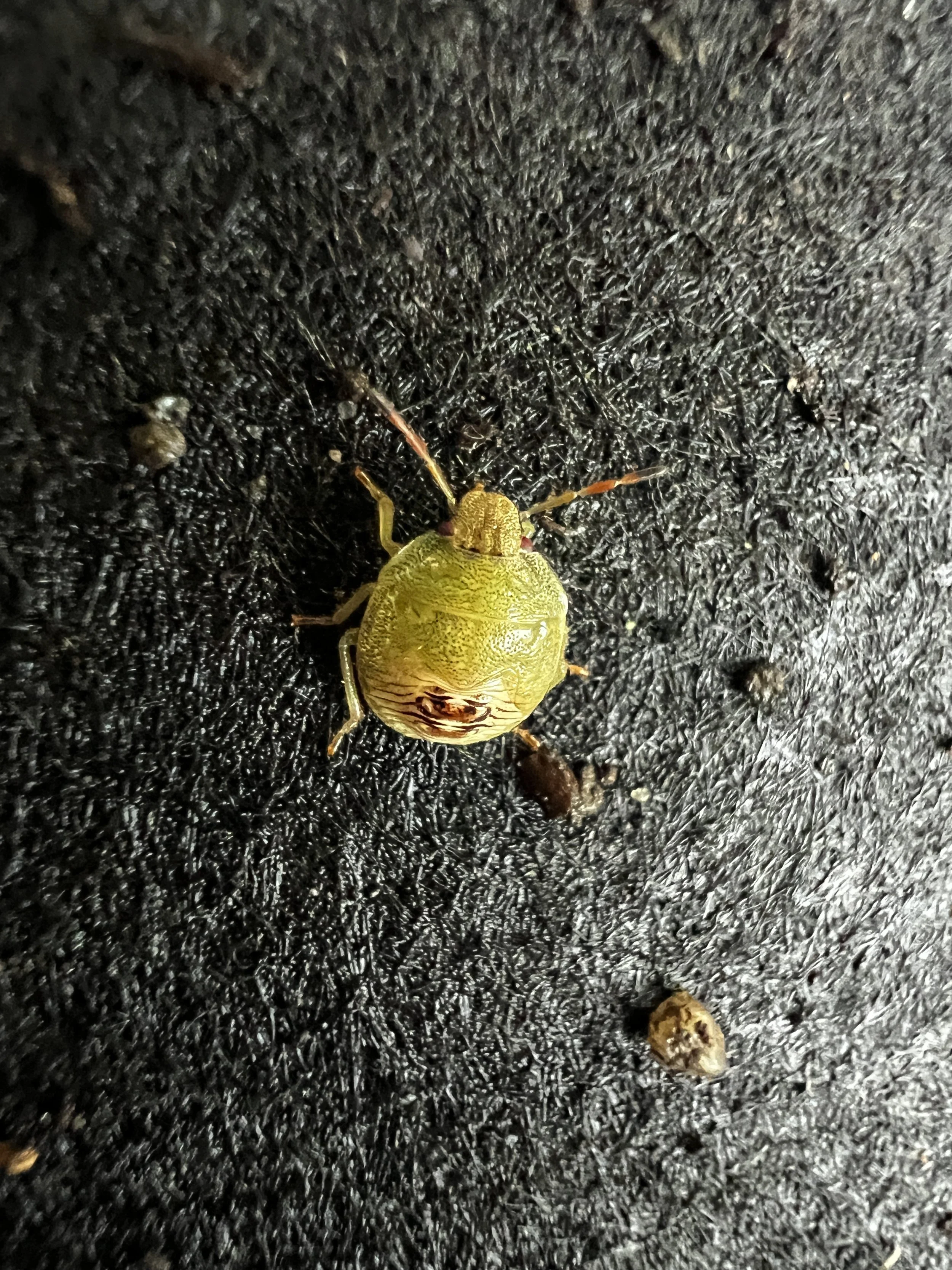 Juvenile-green-stink-bug.JPG