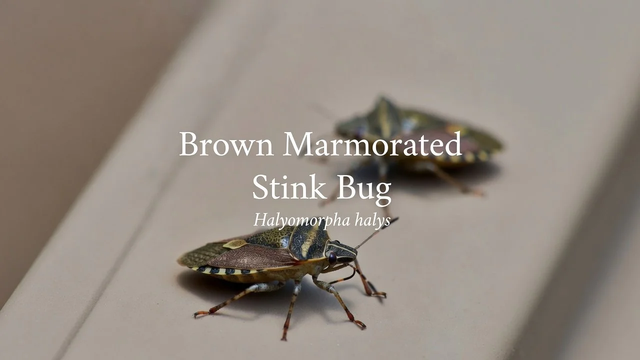 Brown Marmorated Stink Bugs (Halyomorpha halys)